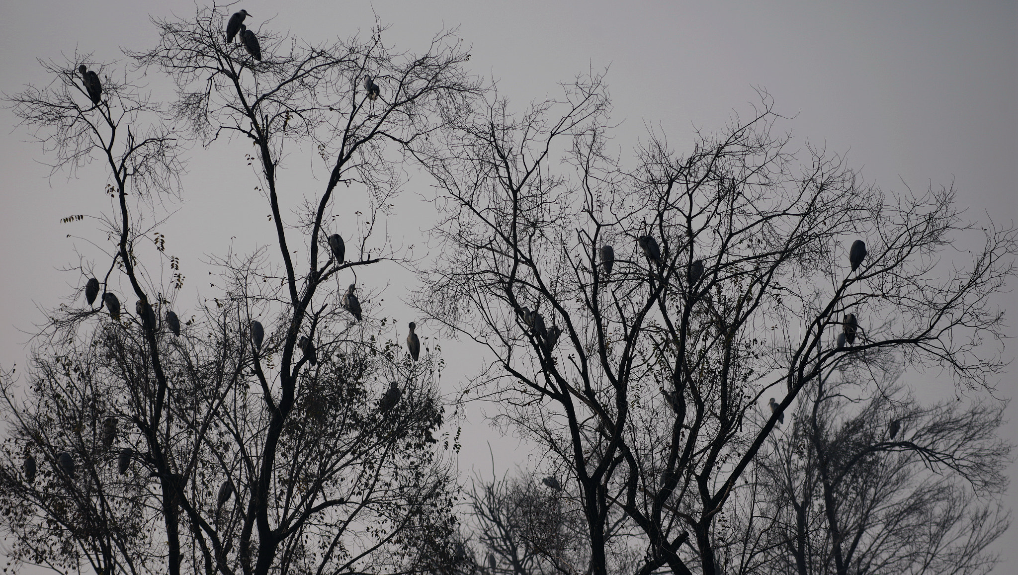 Pentax 645Z + smc PENTAX-FA645 150-300mm F5.6 ED [IF] sample photo. Hibernate bird photography