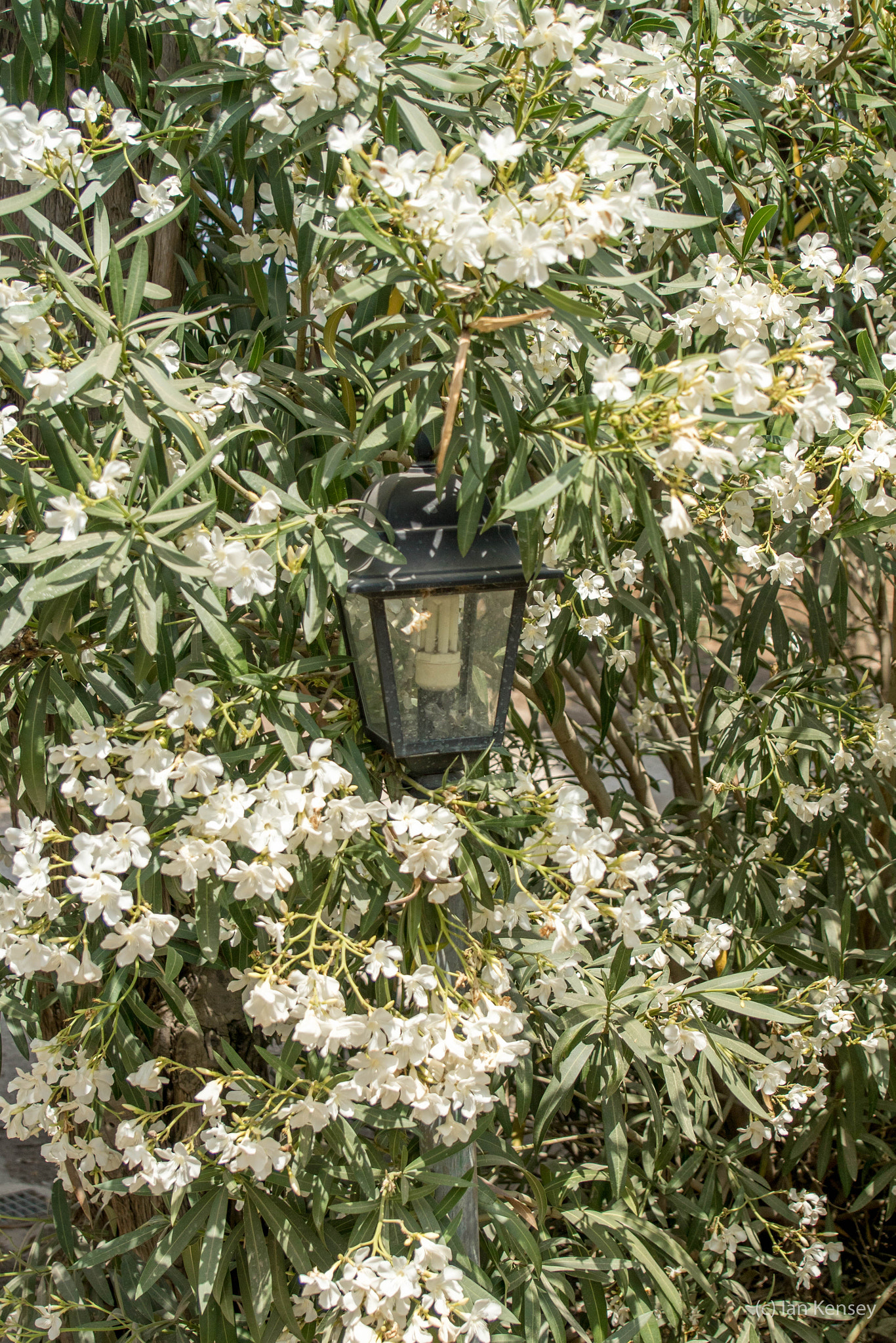 Sony ILCA-77M2 + Tamron SP 24-70mm F2.8 Di VC USD sample photo. Lantern in the bushes photography