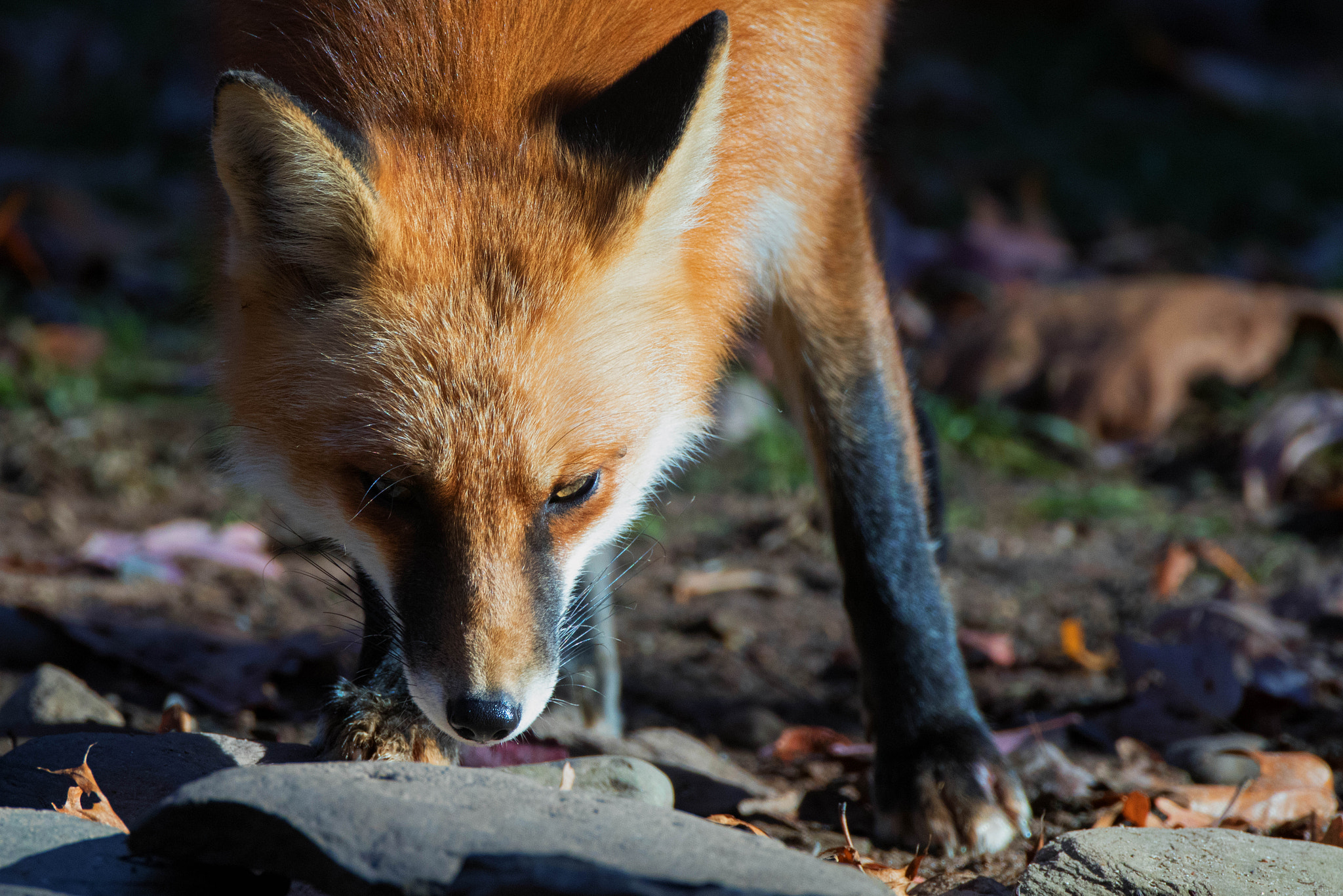 Canon EF 500mm F4L IS USM sample photo. Cody sniff photography
