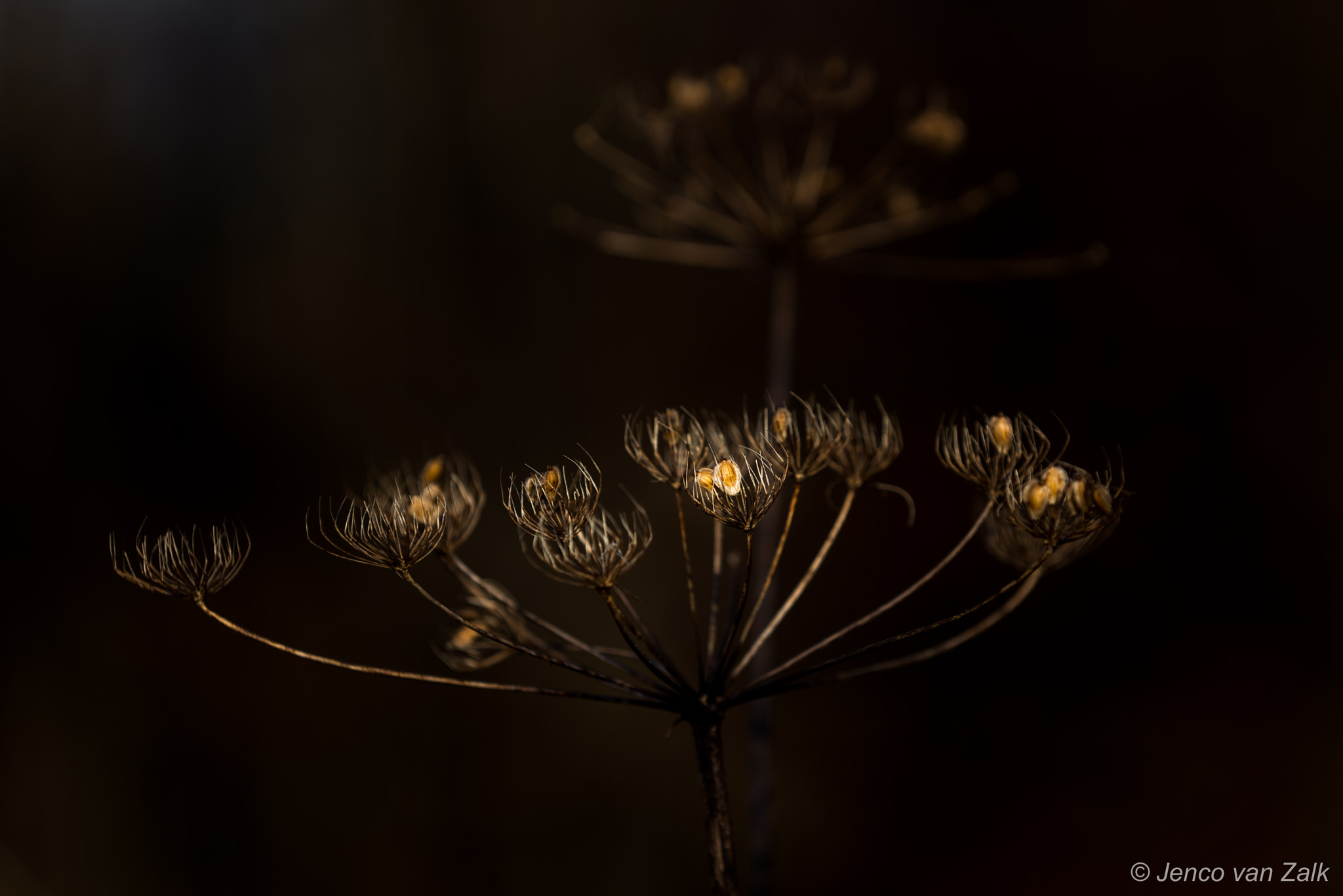 Nikon D800E sample photo. Flower photography