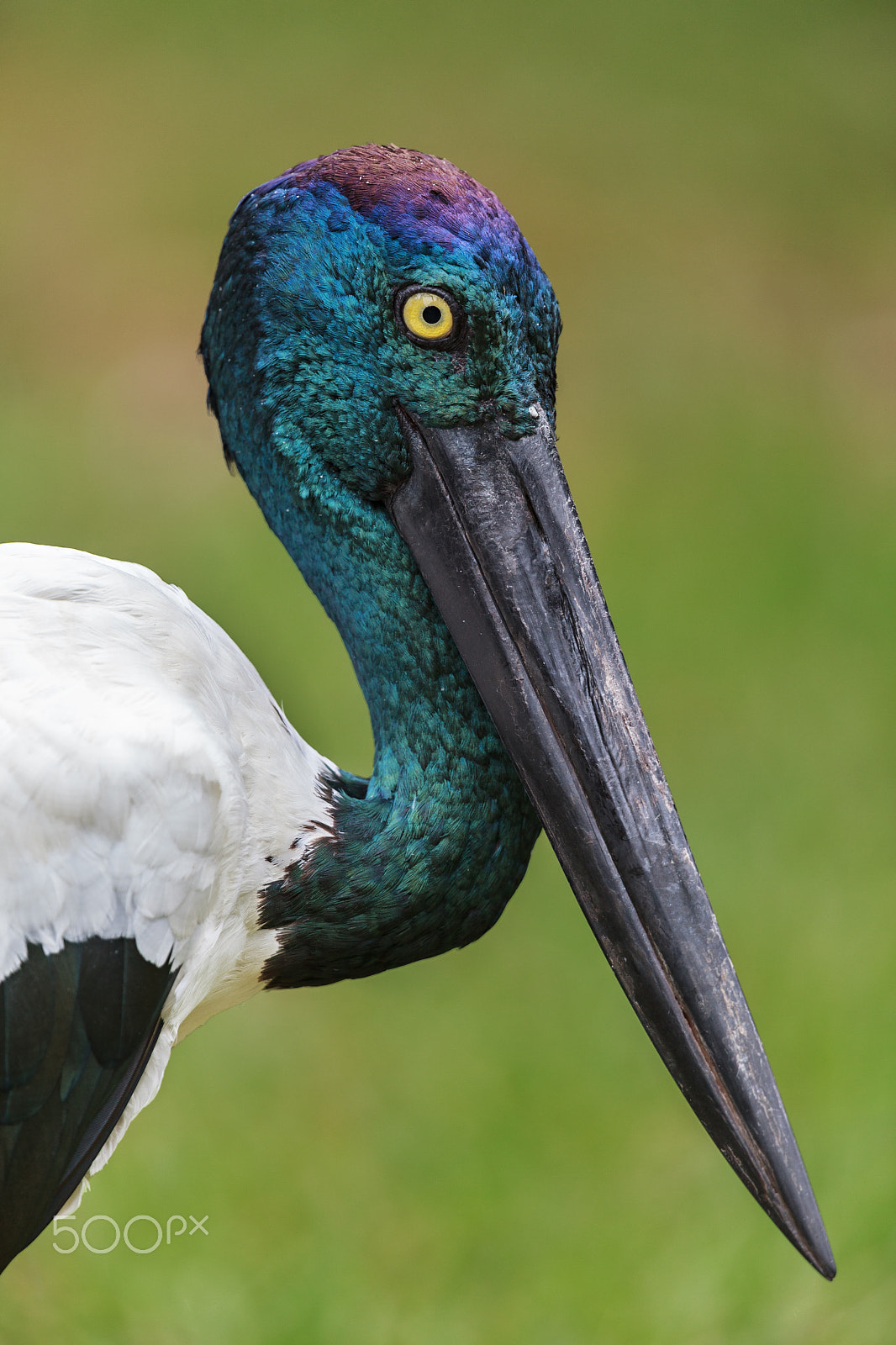 Canon EF 400mm F2.8L IS USM sample photo. Jabiru in profile photography
