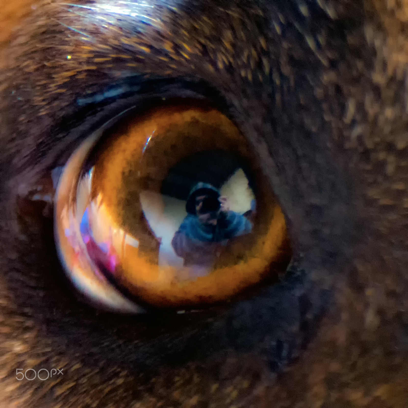 AF Zoom-Nikkor 28-105mm f/3.5-4.5D IF sample photo. Through my dog's eye photography