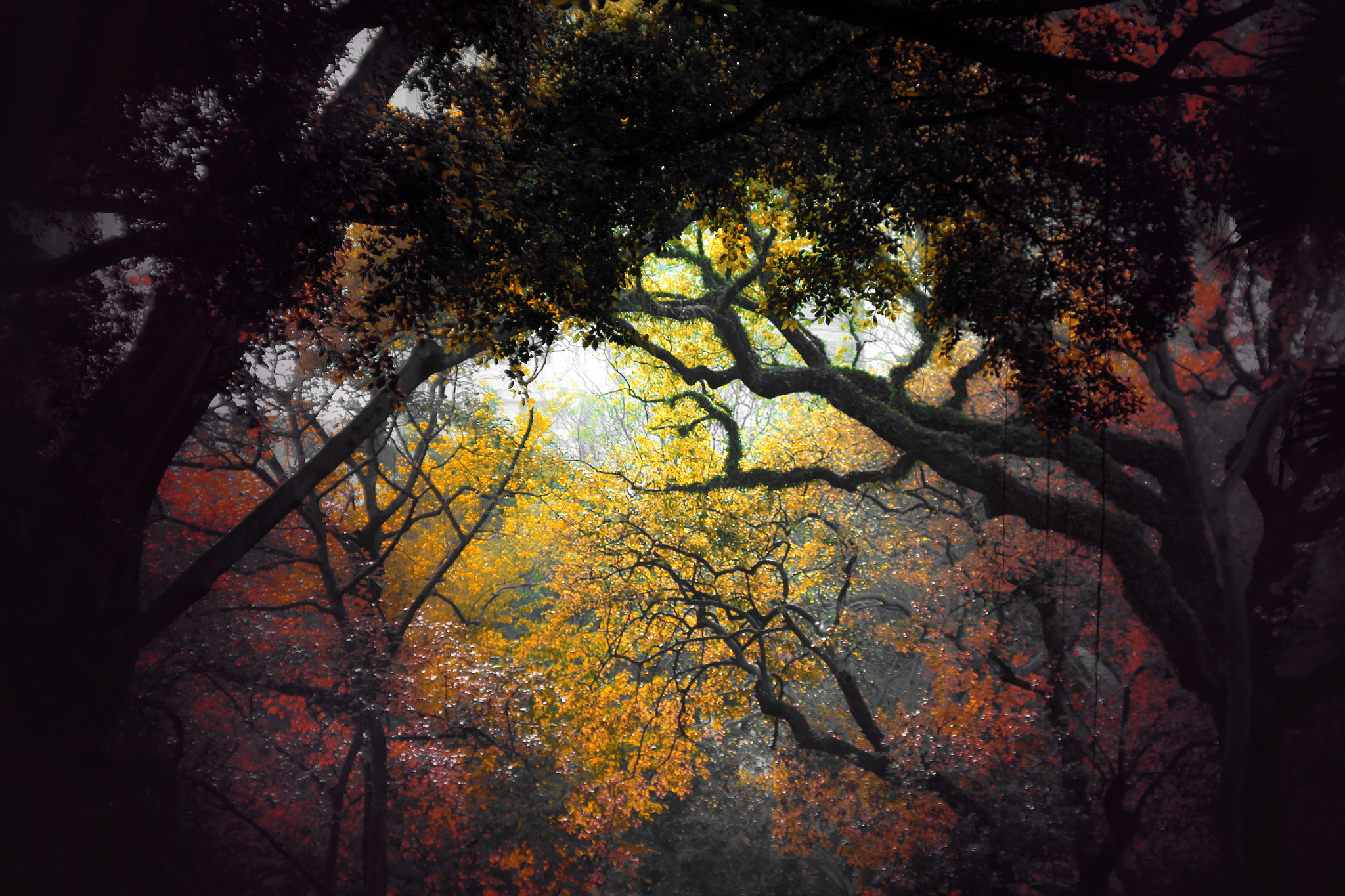 Canon EF 35-80mm f/4-5.6 sample photo. Autumn photography