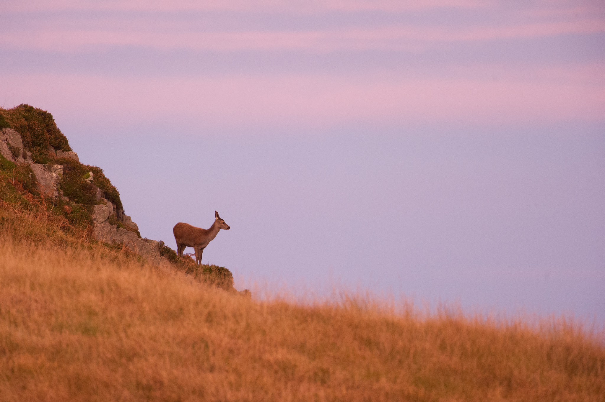Nikon AF-S Nikkor 500mm F4G ED VR sample photo. Red deer photography