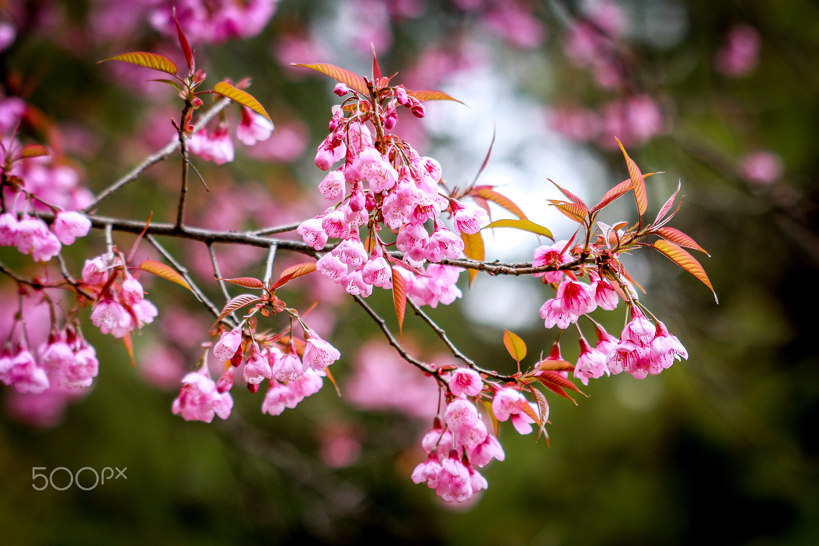 Canon EF 100-300mm F4.5-5.6 USM sample photo. Pink cherry blossom photography