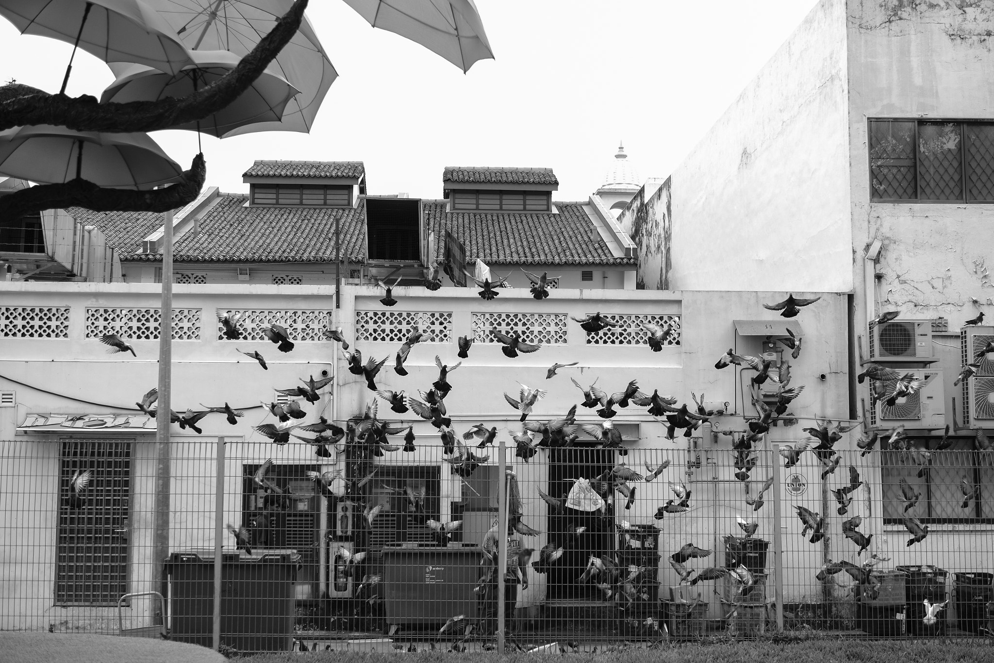 Panasonic Leica DG Summilux 25mm F1.4 II ASPH sample photo. Flight of a hundred birds photography