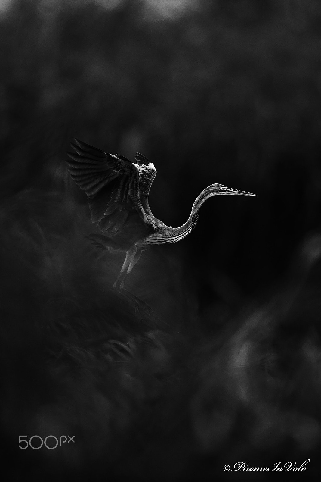 Nikon D700 + Nikon AF-S Nikkor 600mm F4G ED VR sample photo. Heron photography