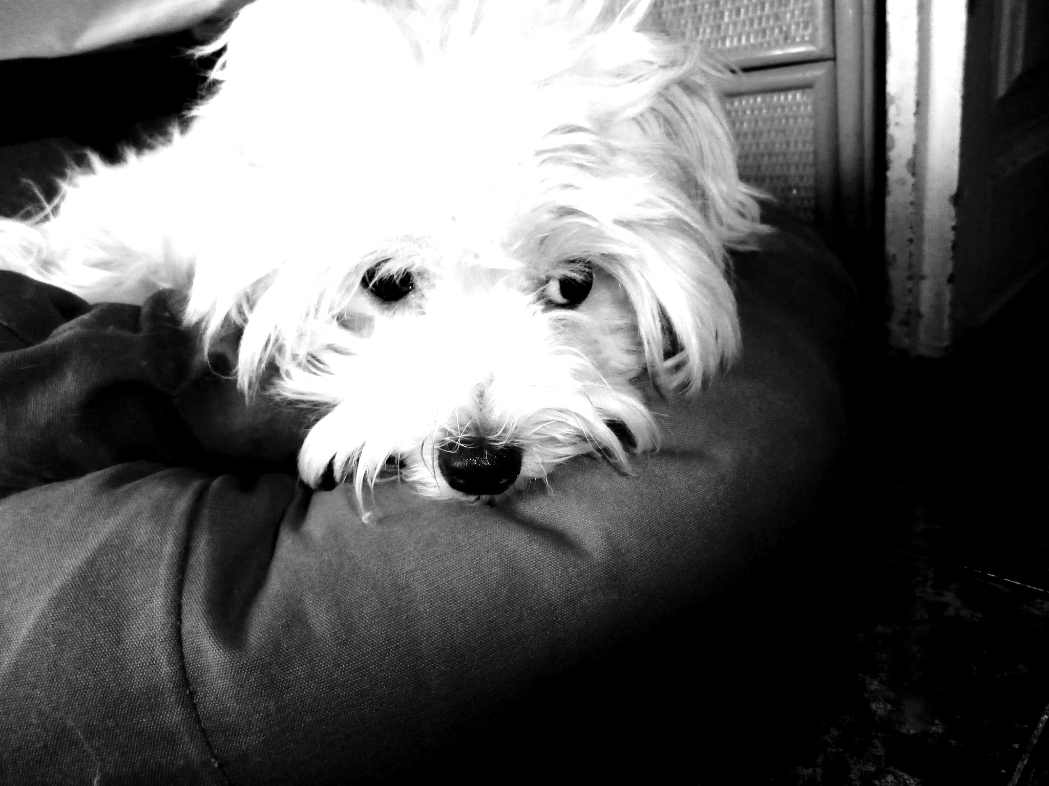 Olympus VR340,D750 sample photo. Tao, perrita dulce y traviesa... photography