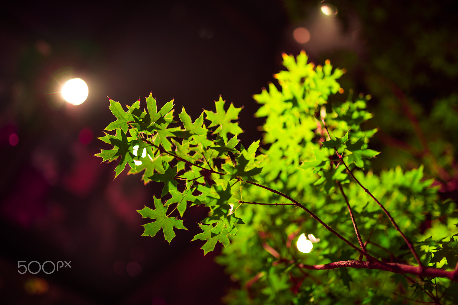 Sony a7R II + Canon EF 35mm F1.4L II USM sample photo. The green plant photography