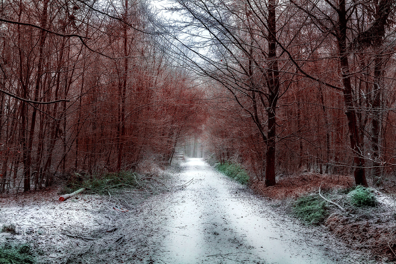 Canon EF 24-105mm F3.5-5.6 IS STM sample photo. Snow forest photography