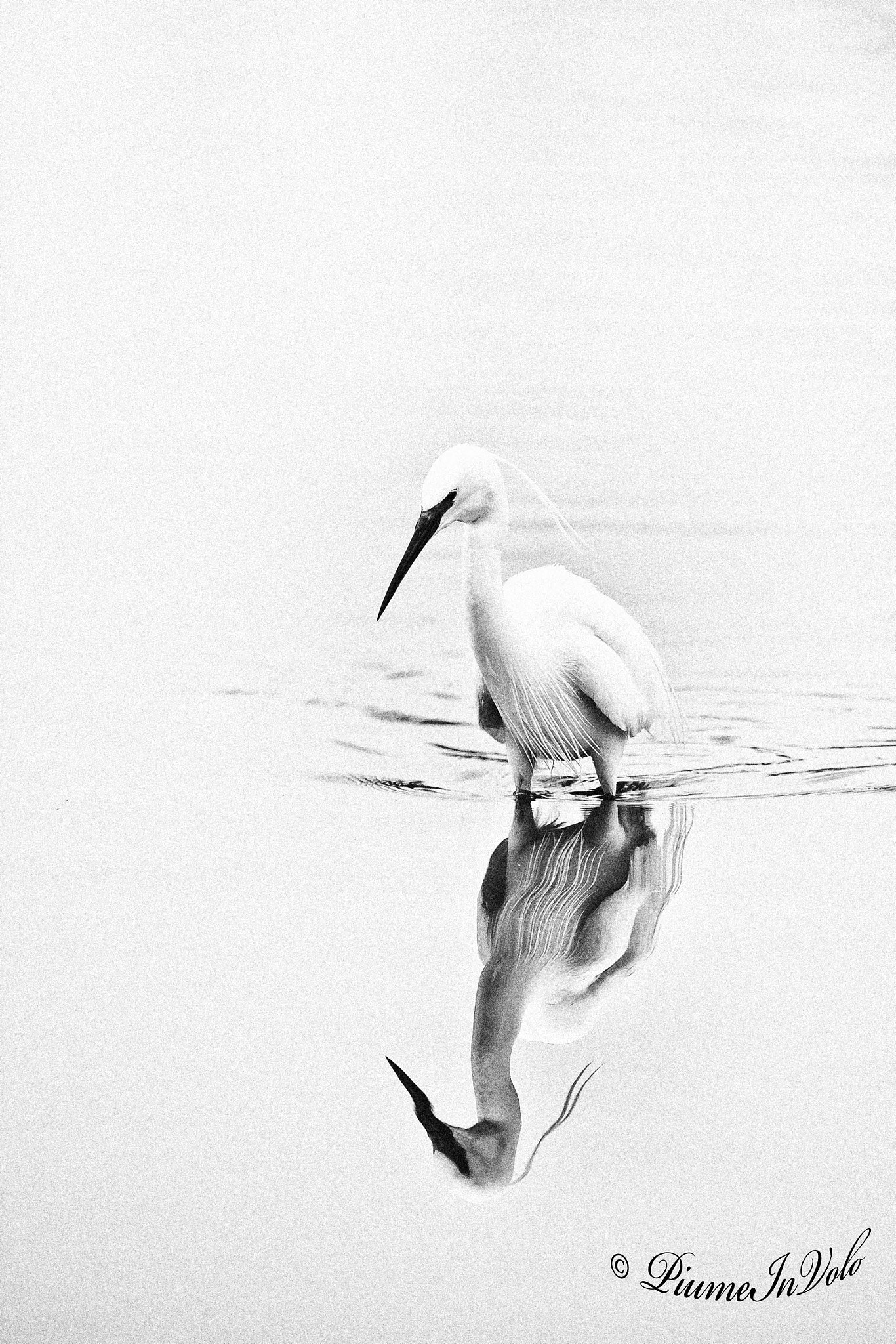 Nikon D700 + Nikon AF-S Nikkor 600mm F4G ED VR sample photo. Riflettendo 1 photography