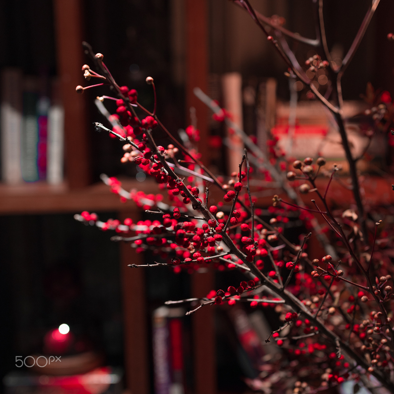 Sony a7R II + Canon EF 35mm F1.4L II USM sample photo. The red plant photography