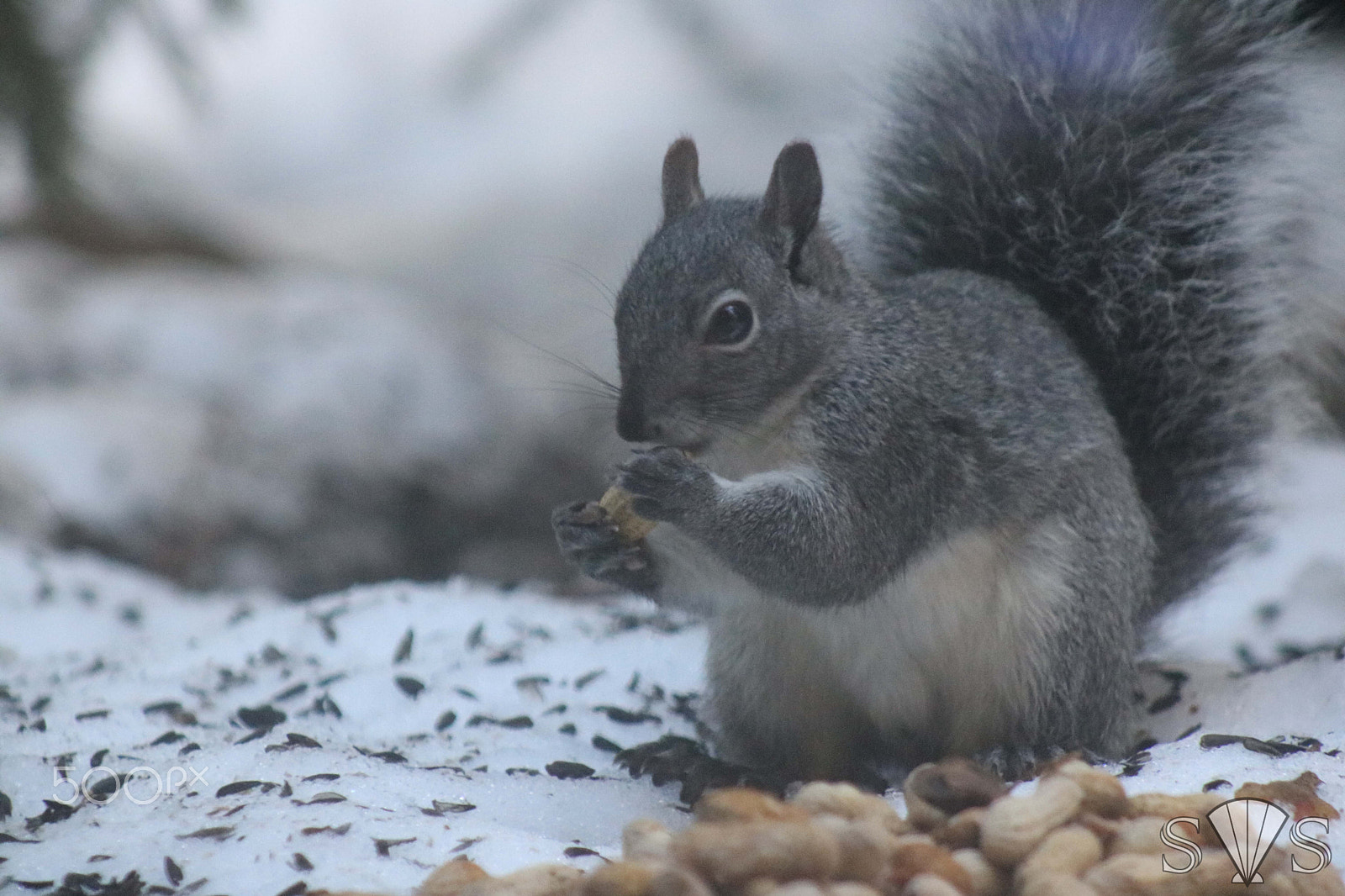 Canon EOS 750D (EOS Rebel T6i / EOS Kiss X8i) + EF75-300mm f/4-5.6 sample photo. Squirrel photography