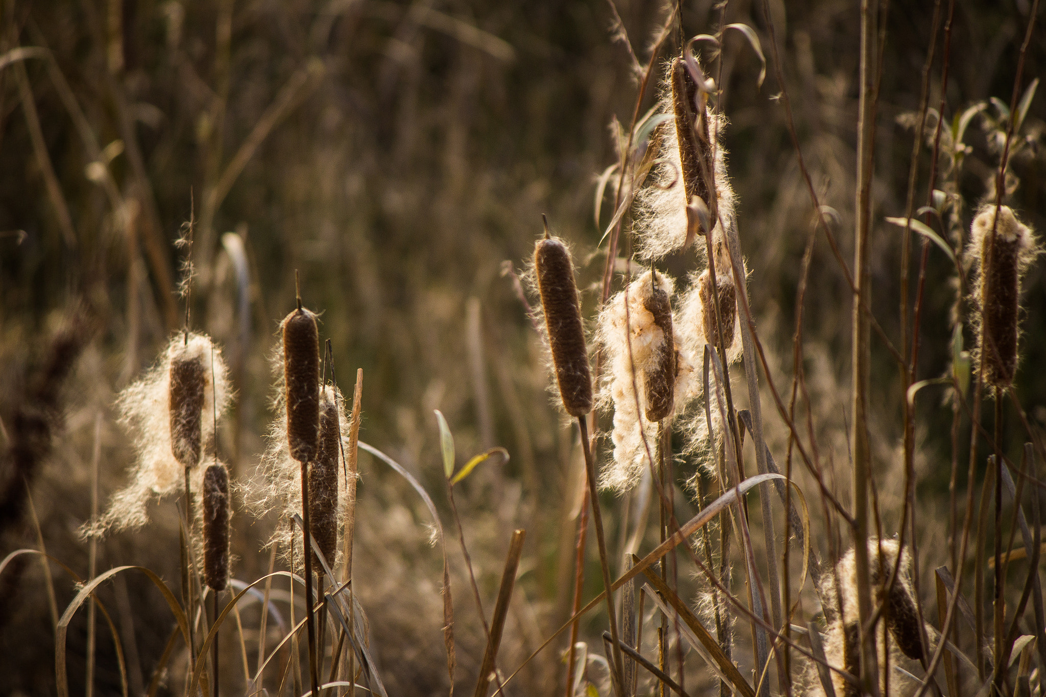 Canon EF-S 55-250mm F4-5.6 IS sample photo. Canneto photography