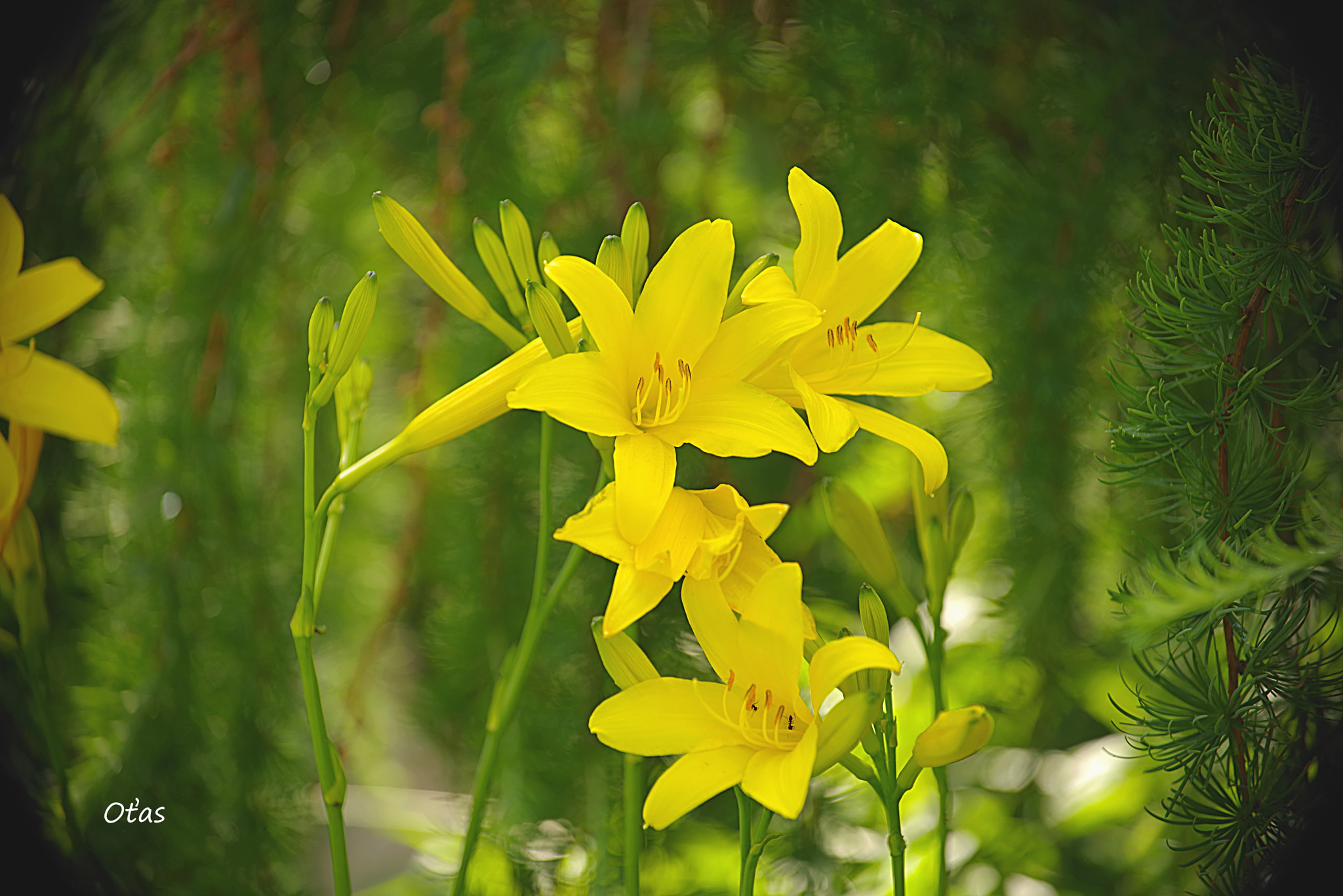Pentax smc DA* 50-135mm F2.8 ED (IF) SDM sample photo. Flowers photography