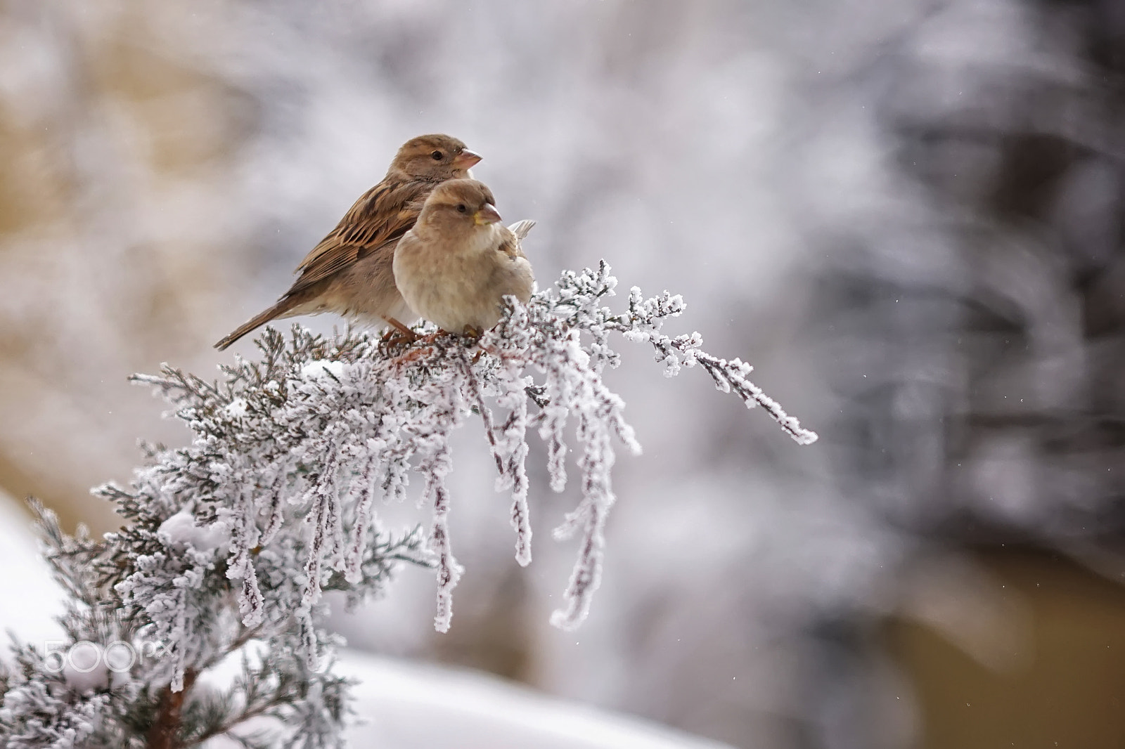 Sony a7R + Minolta/Sony AF 70-200mm F2.8 G sample photo. You & i photography