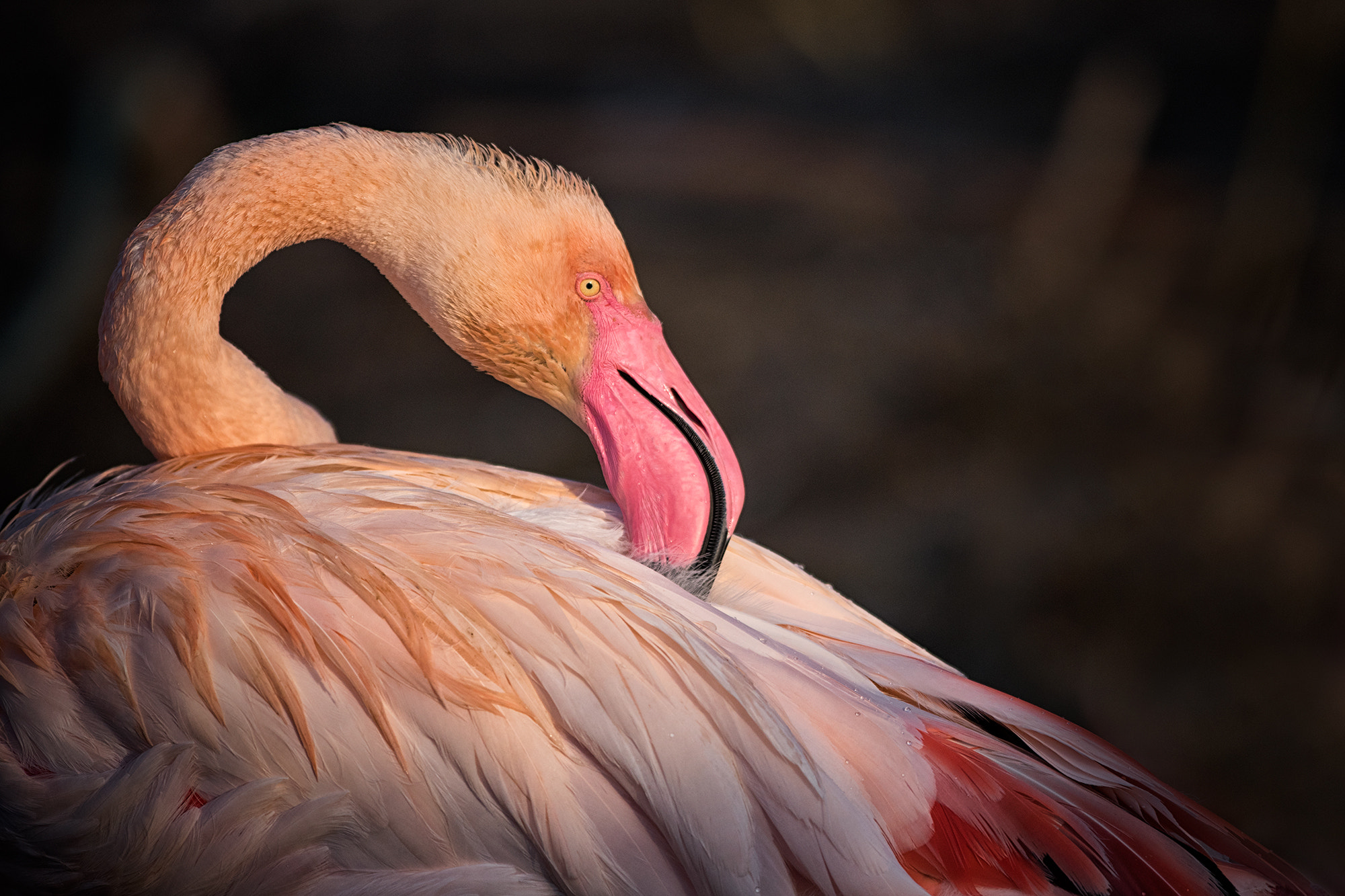 Nikon D810 + Nikon AF-S Nikkor 300mm F2.8G ED VR II sample photo. Flamingo in sunrise | zoo prague photography