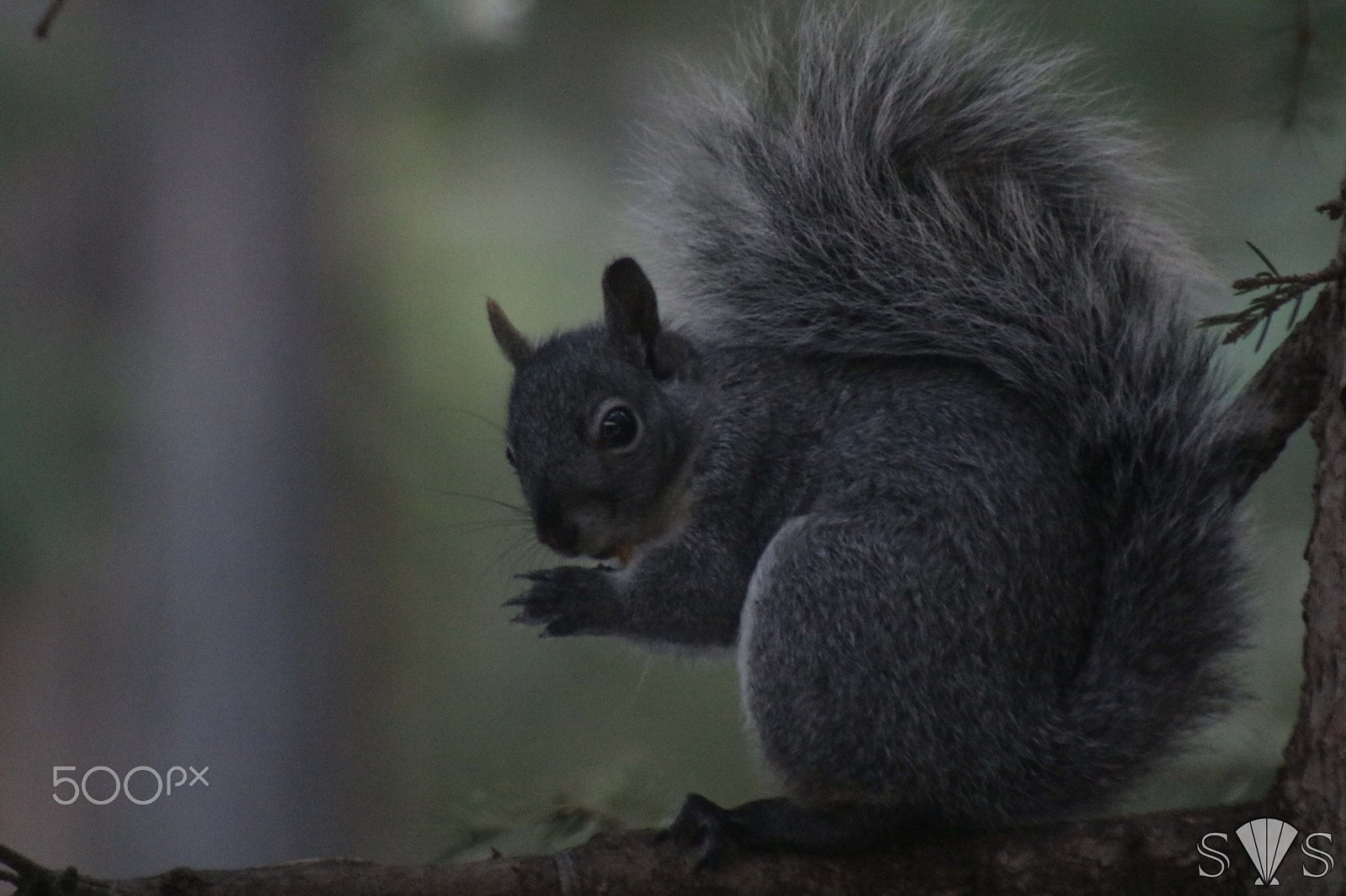 Canon EOS 750D (EOS Rebel T6i / EOS Kiss X8i) + EF75-300mm f/4-5.6 sample photo. Nutty squirrel photography