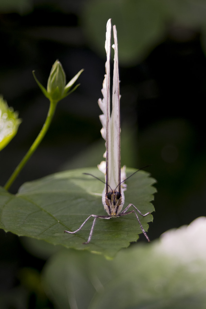 Canon EF 35-80mm f/4-5.6 sample photo. Butterfly wonderland edit cropped photography