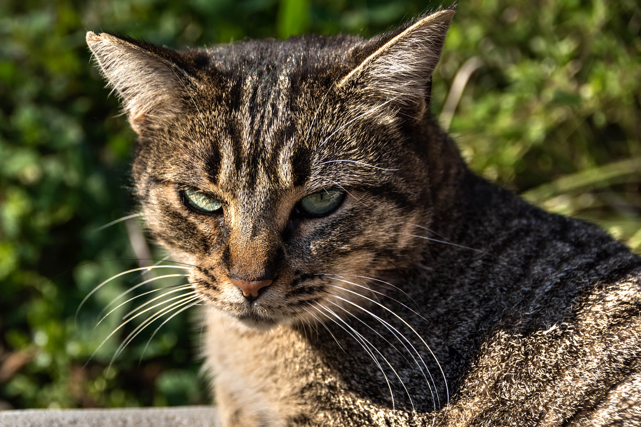 Nikon D7100 + Nikon PC-E Nikkor 24mm F3.5D ED Tilt-Shift sample photo. Gat photography