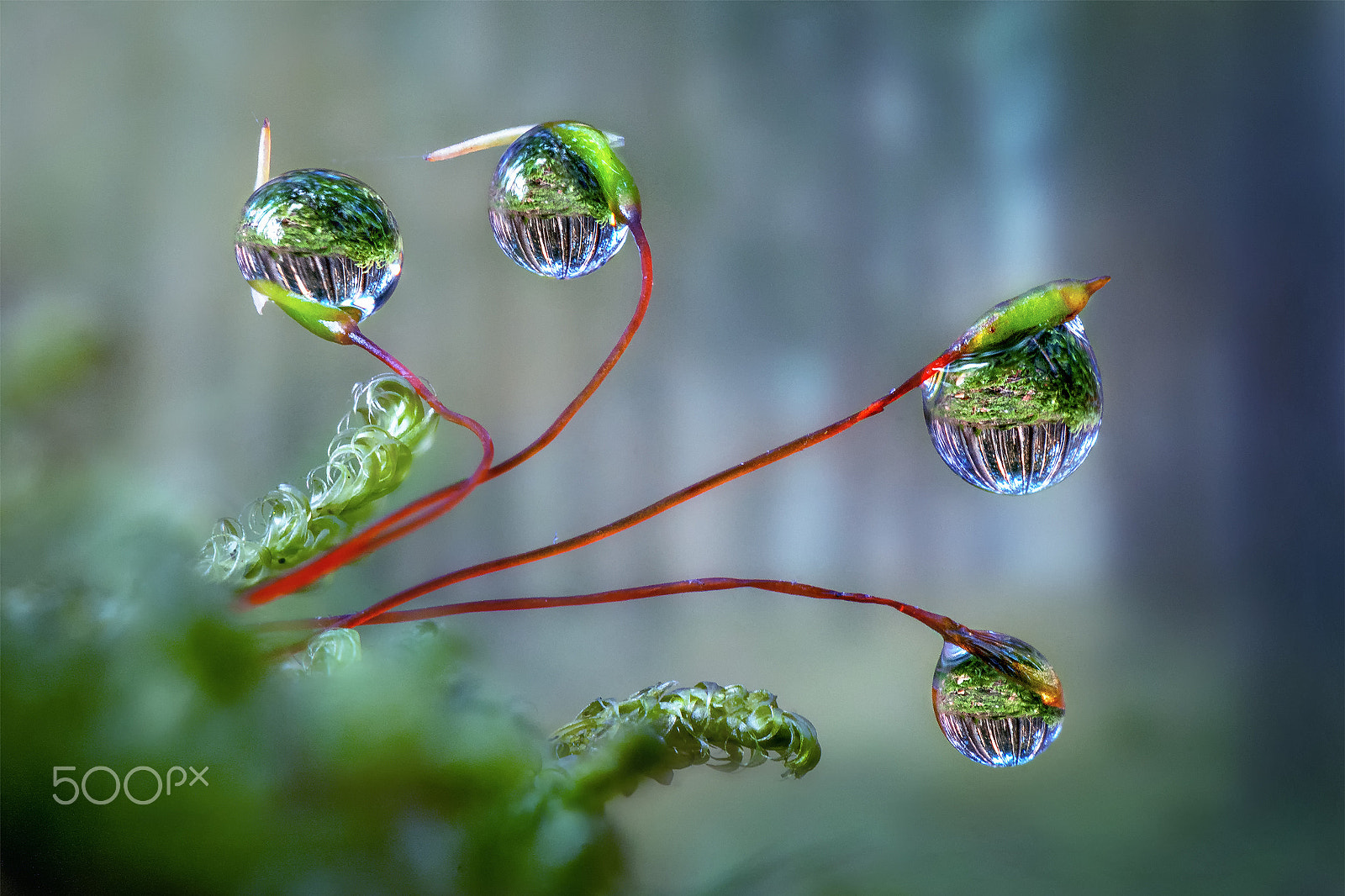 Nikon AF-S Micro-Nikkor 105mm F2.8G IF-ED VR sample photo. Forest reflexion photography