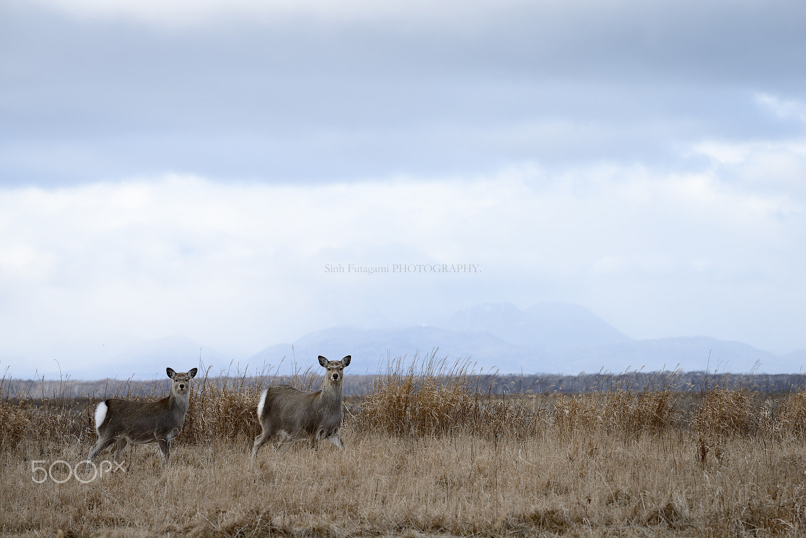Nikon D800E sample photo. Family in solitude. photography
