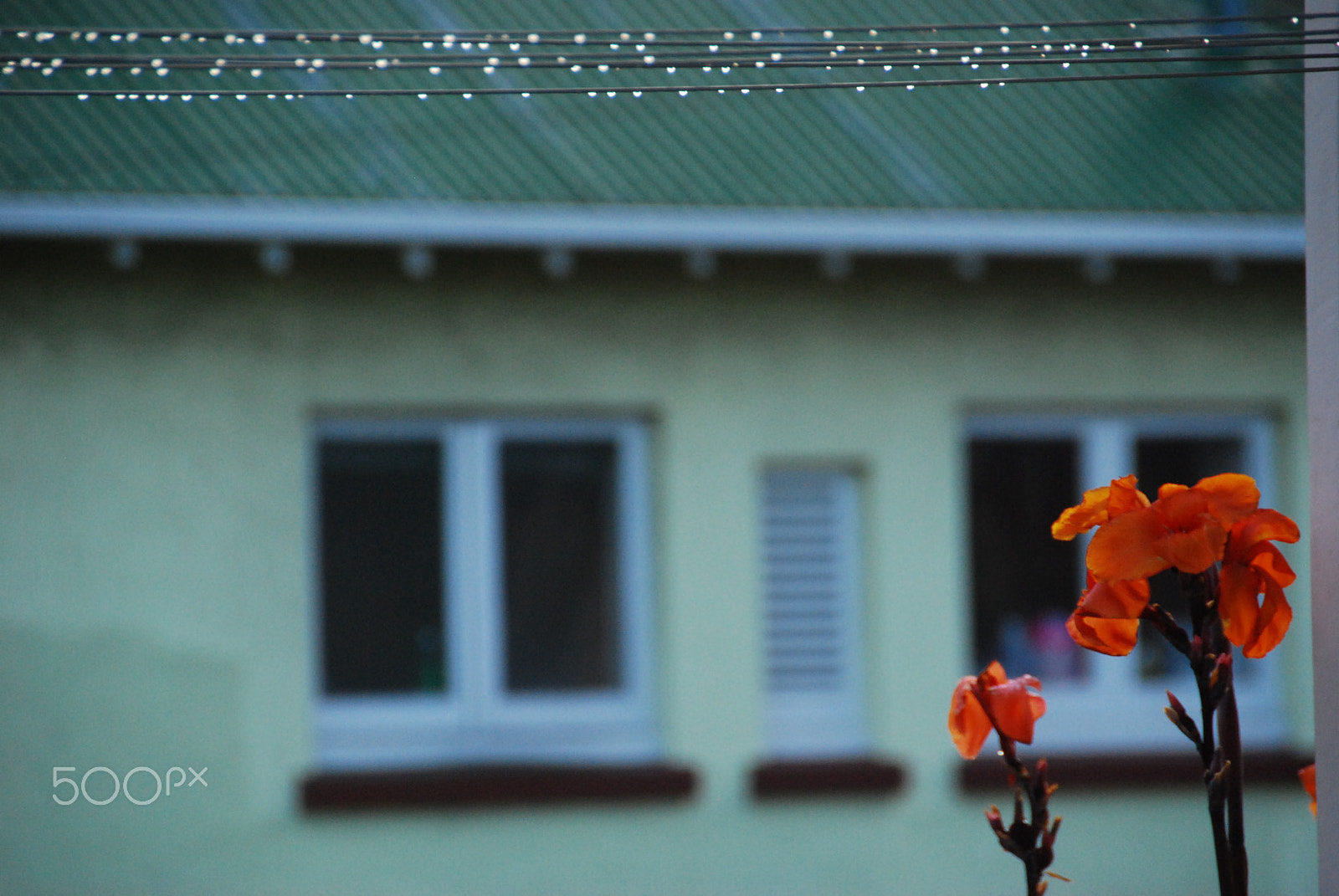 Nikon D40X sample photo. Christchurch, nz flowers in the rain photography