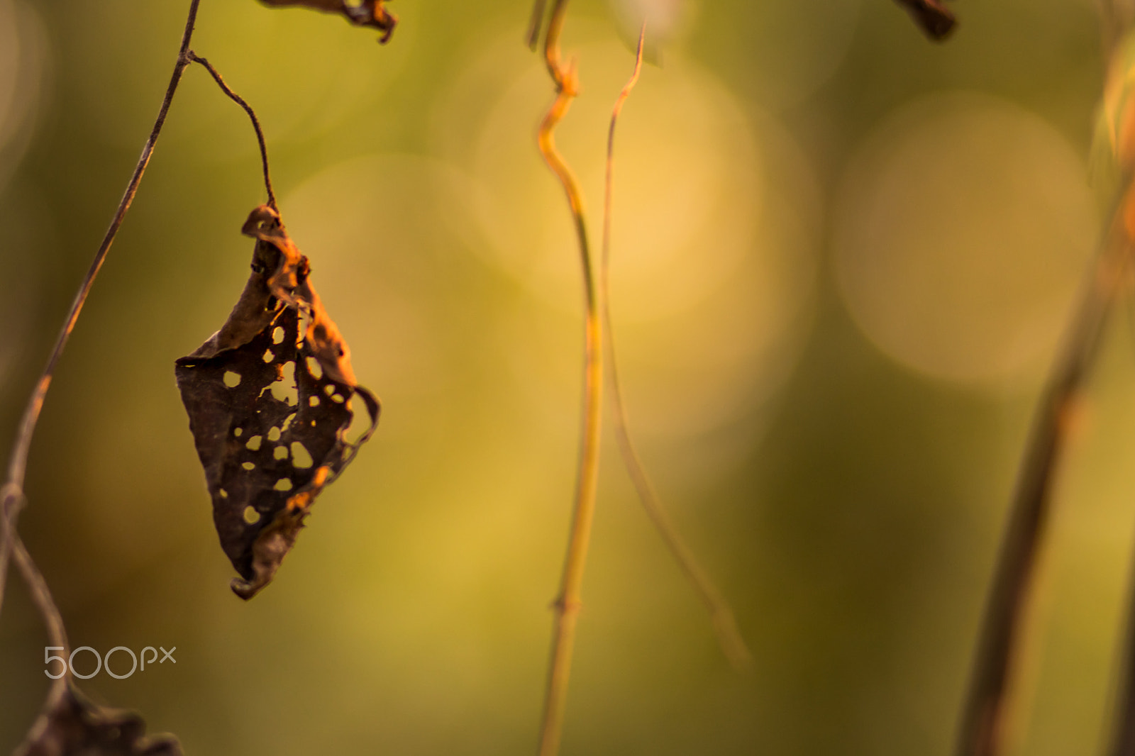 Canon EOS 80D + Canon EF 85mm F1.8 USM sample photo. Leaf photography
