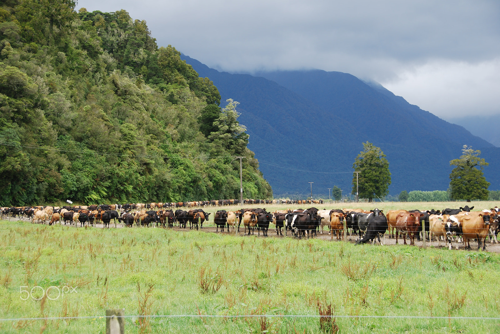Nikon D40X sample photo. Cows on the south island of new zealand photography