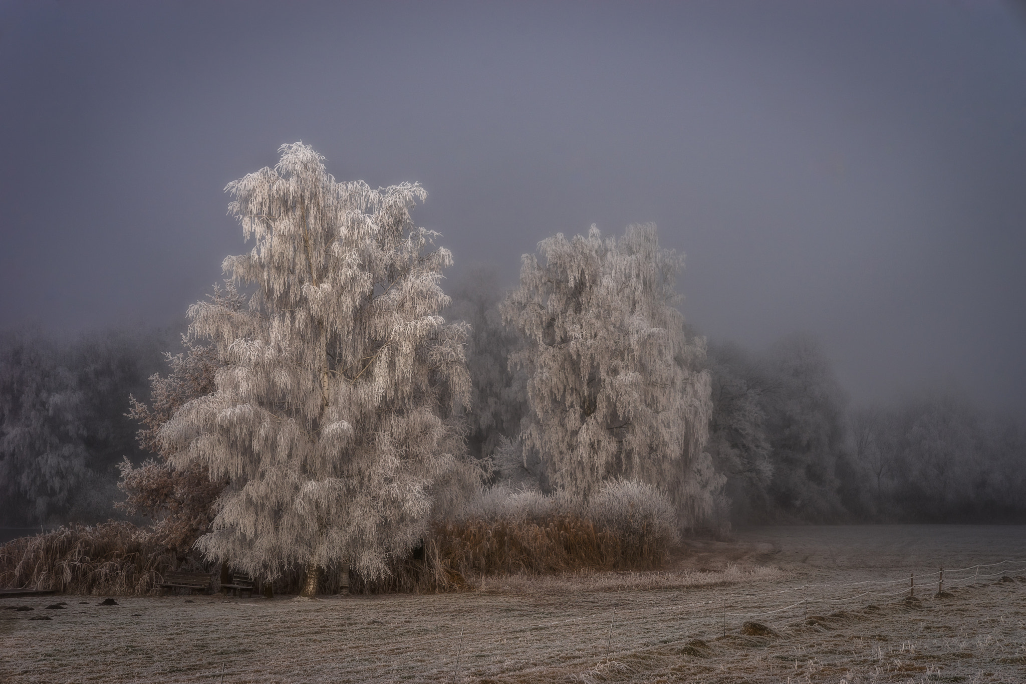 Sony FE 24-70mm F2.8 GM sample photo. Ice trees photography