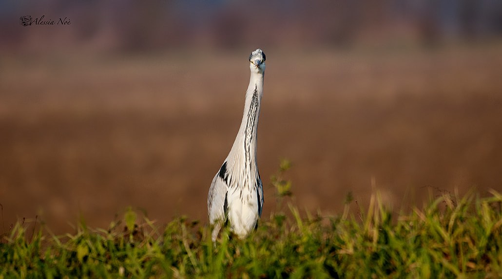 Nikon AF-S Nikkor 200-500mm F5.6E ED VR sample photo. Hei are you looking at me ! photography