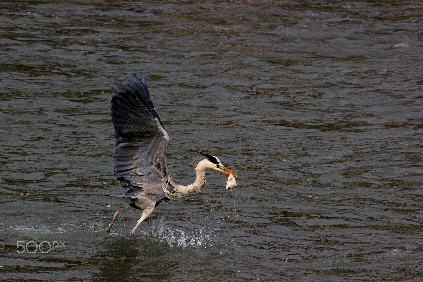 Sigma 18-250mm F3.5-6.3 DC OS HSM sample photo. Lunch time! photography