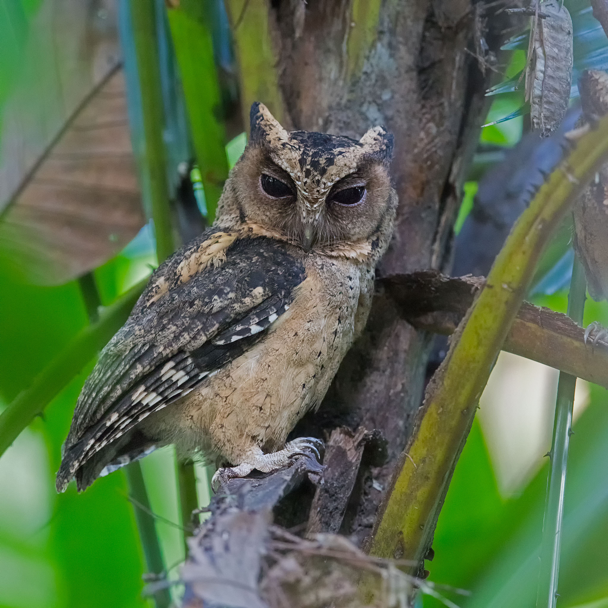 Canon EOS-1D X Mark II + Canon EF 400mm F2.8L IS II USM sample photo. Sunda scops owl photography