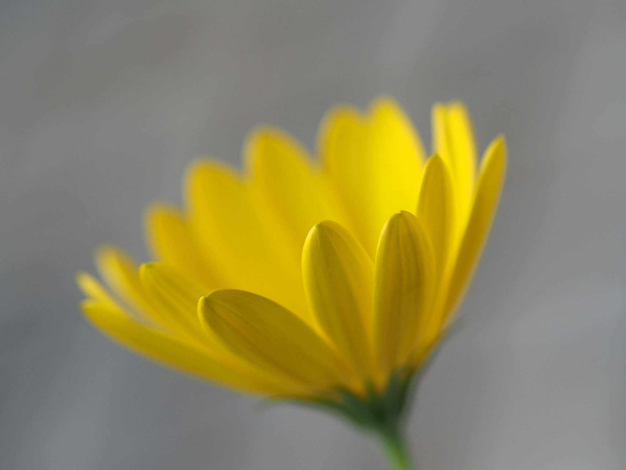 Olympus PEN E-P5 sample photo. Yellow flower ～ outside photography