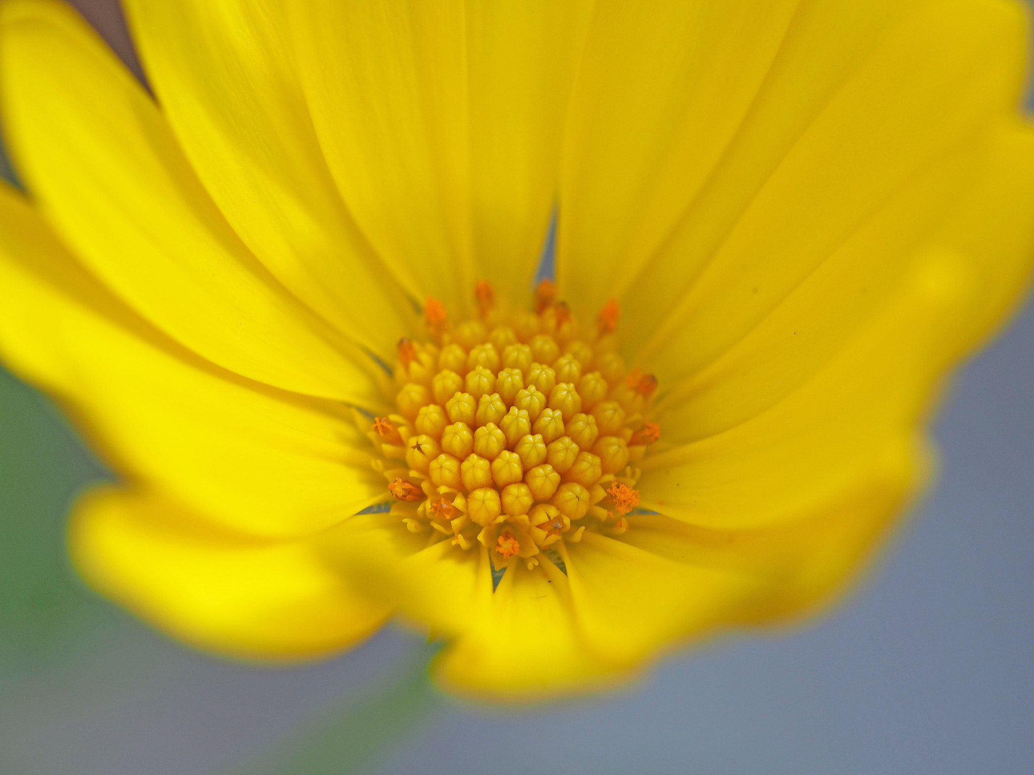 Olympus PEN E-P5 sample photo. Yellow flower ～ inside photography