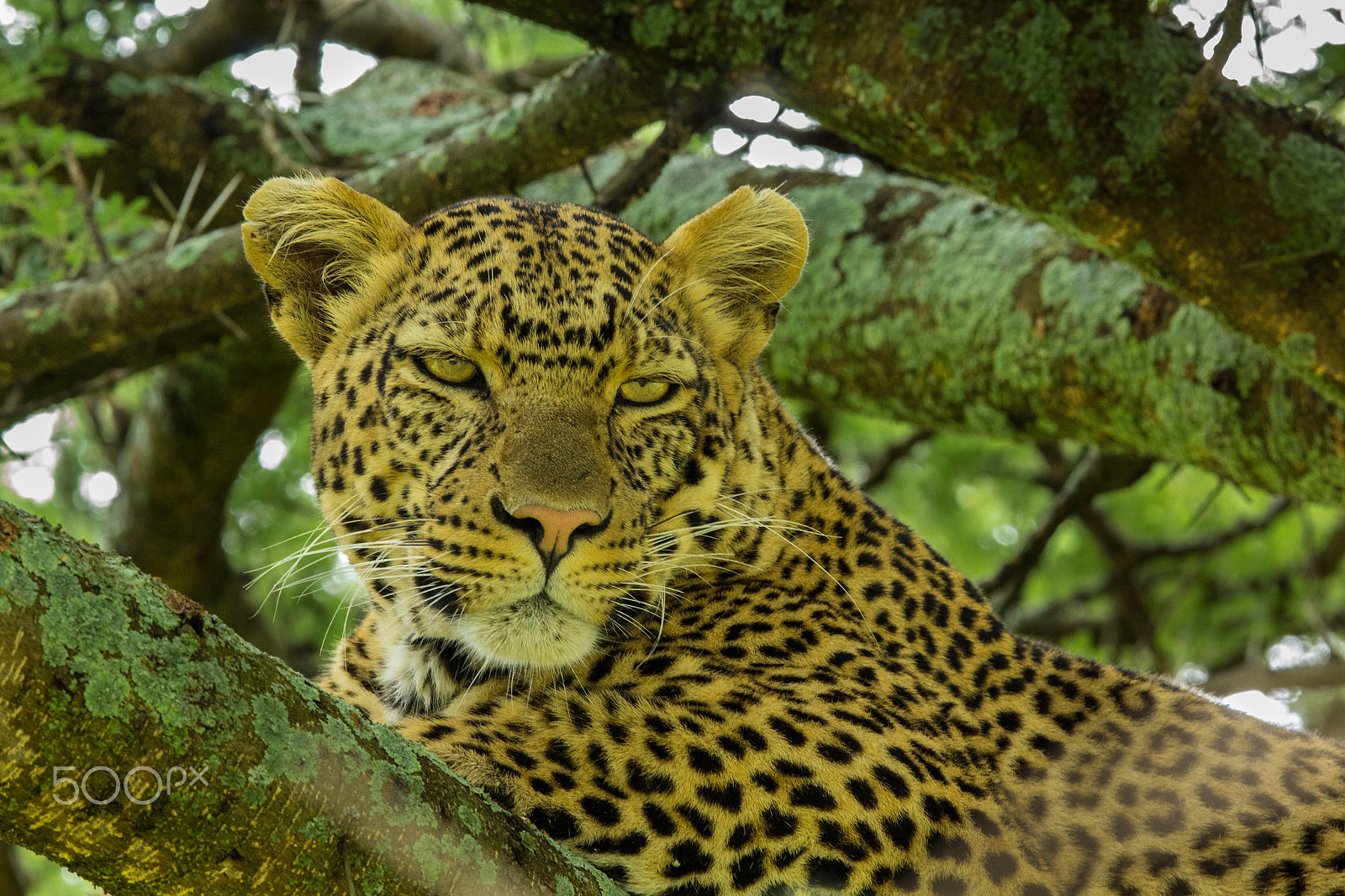 Canon EF 400mm F2.8L IS II USM sample photo. Lazy.. photography