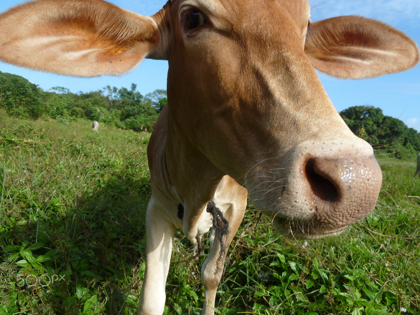 Panasonic Lumix DMC-ZS7 (Lumix DMC-TZ10) sample photo. Nosy cow on little corn island, nicaragua photography