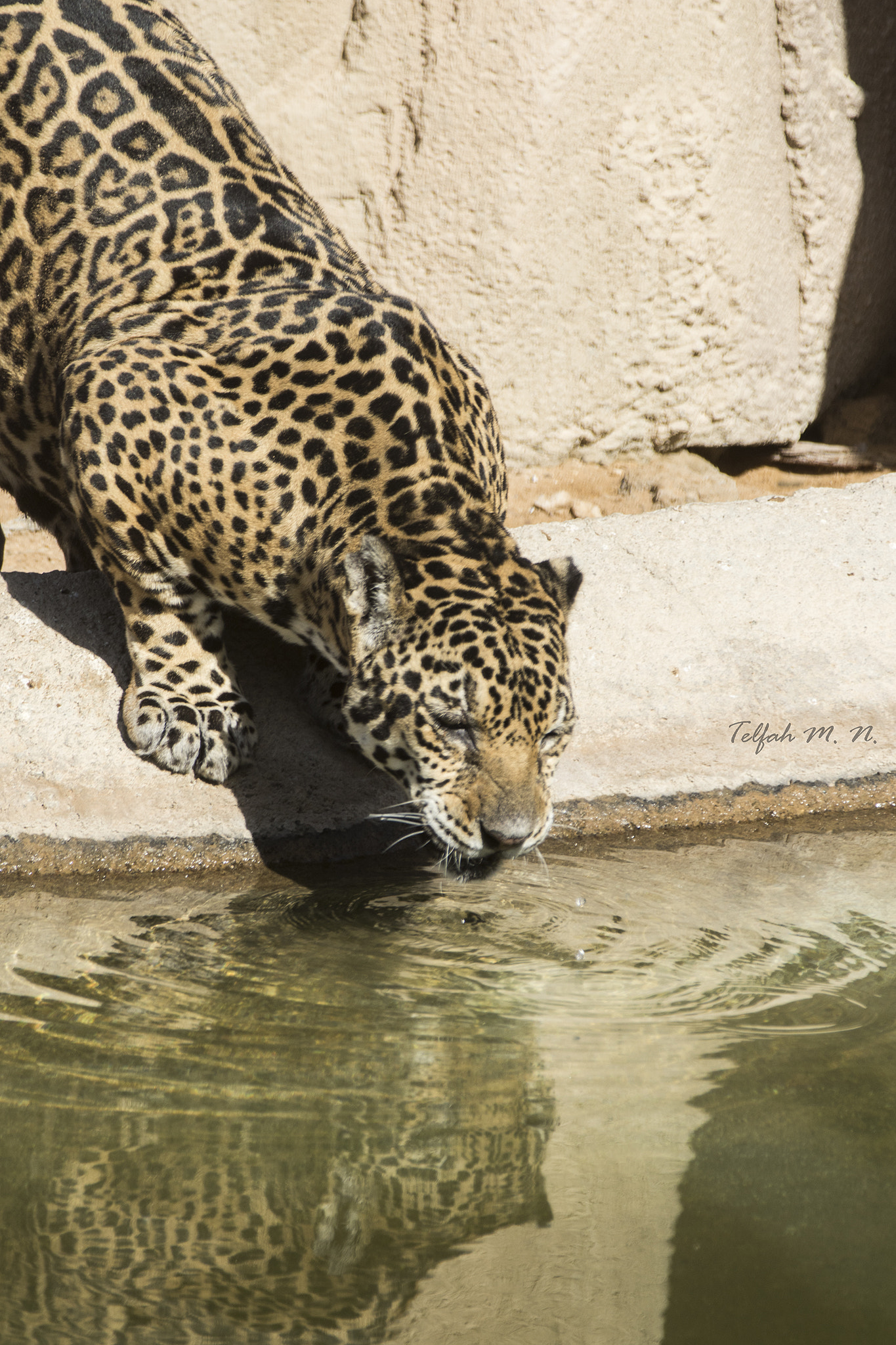 Canon EF 70-200mm F2.8L IS II USM sample photo. Tiger photography