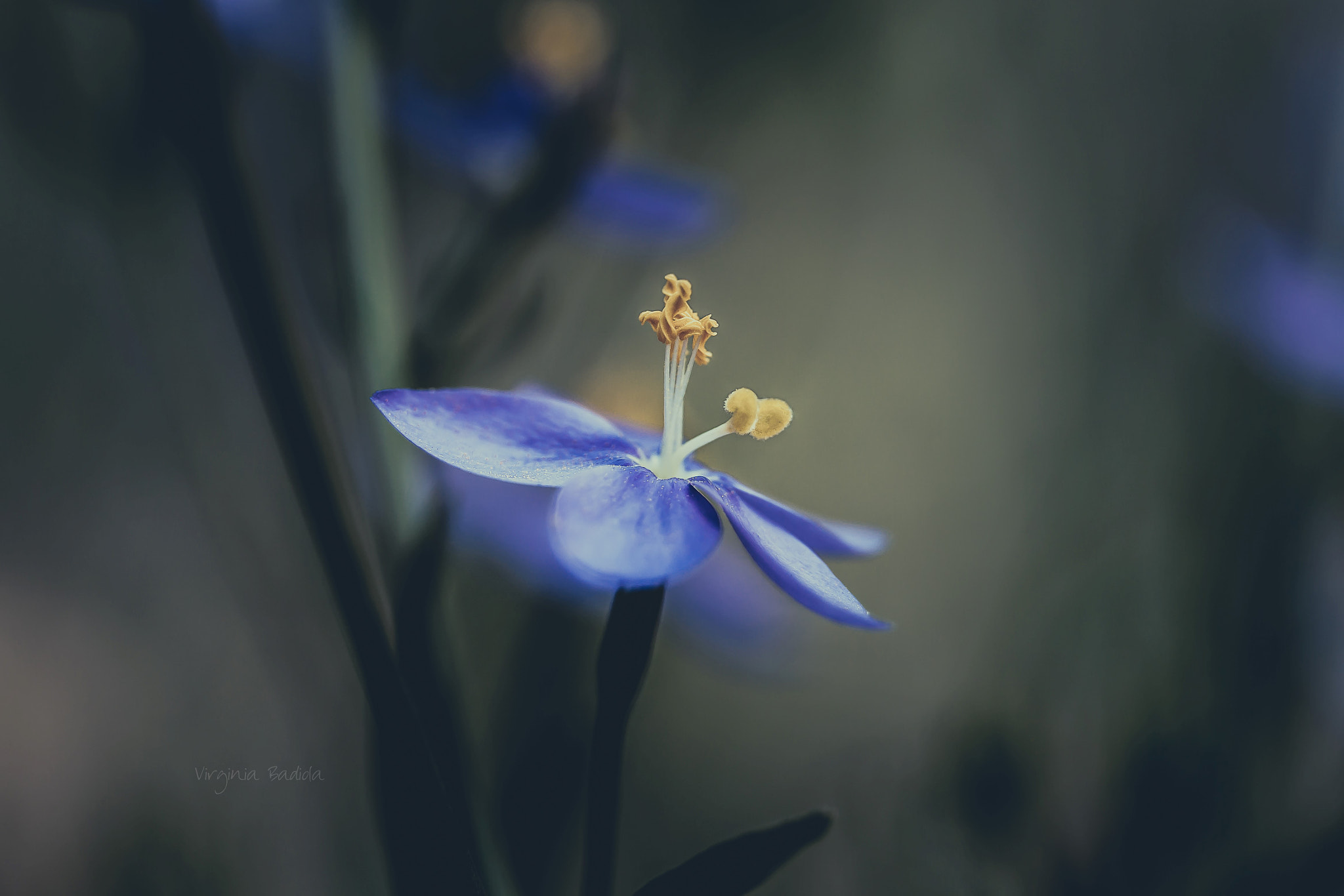 Canon EF-S 60mm F2.8 Macro USM sample photo. *** photography
