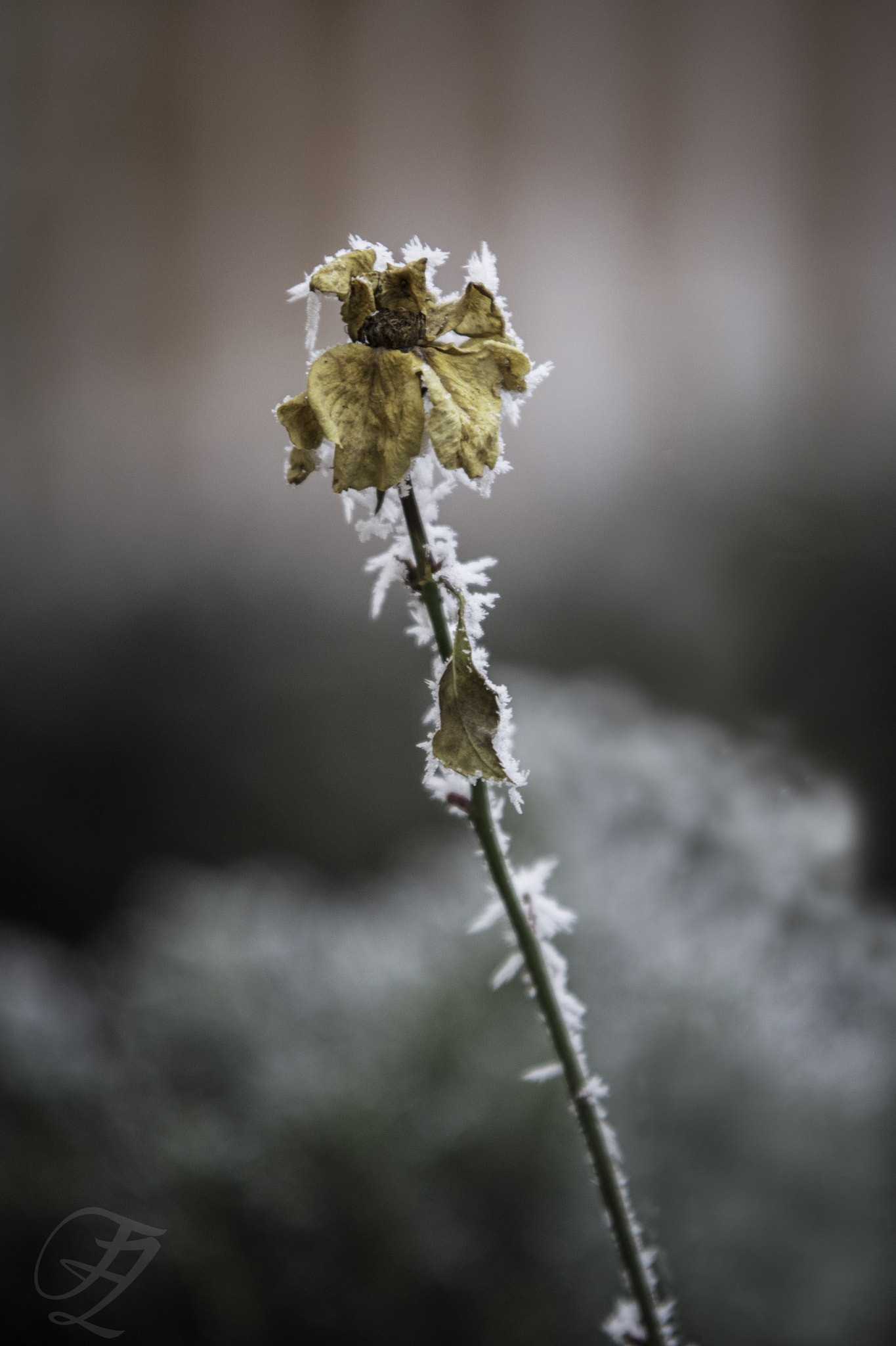 Sigma 70-200mm F2.8 EX DG OS HSM sample photo. Frozen photography