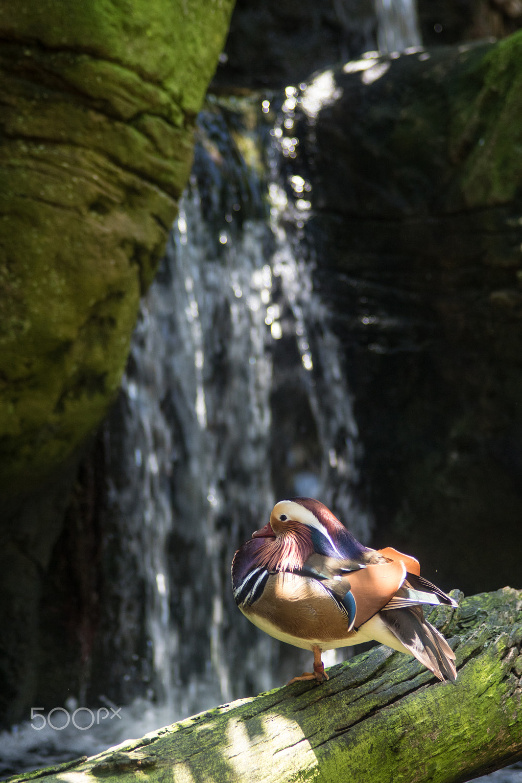 Canon EF 35-105mm f/3.5-4.5 sample photo. Duck at the zoo photography