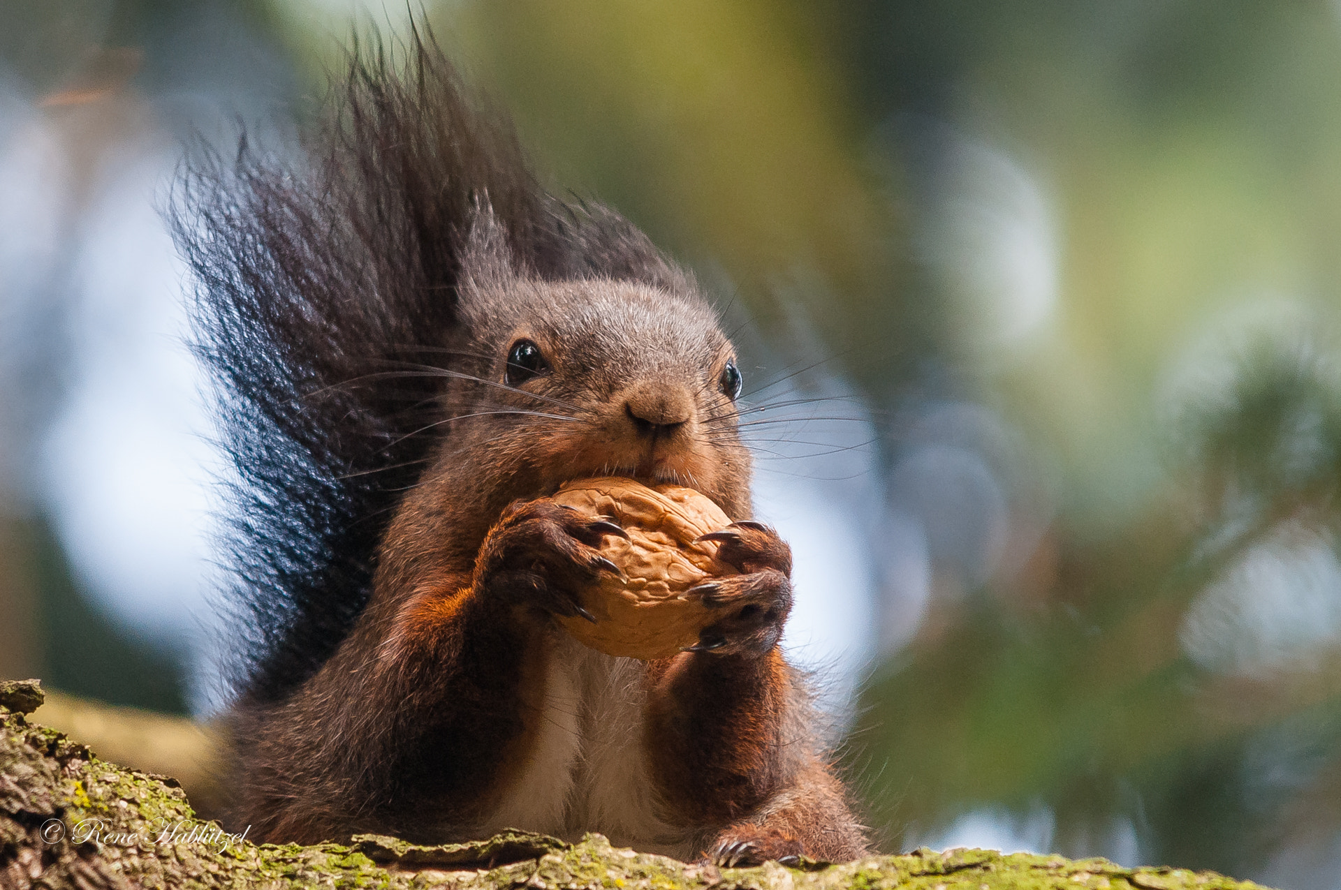 Sigma 150-500mm F5-6.3 DG OS HSM sample photo. Eichhörnchen photography