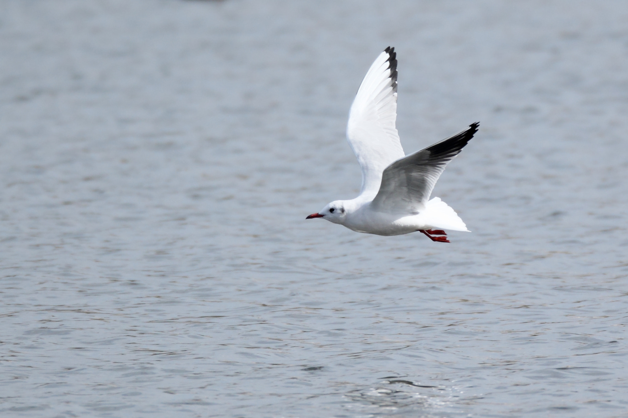 Canon EF 800mm F5.6L IS USM sample photo. ユリカモメ black headed gull photography