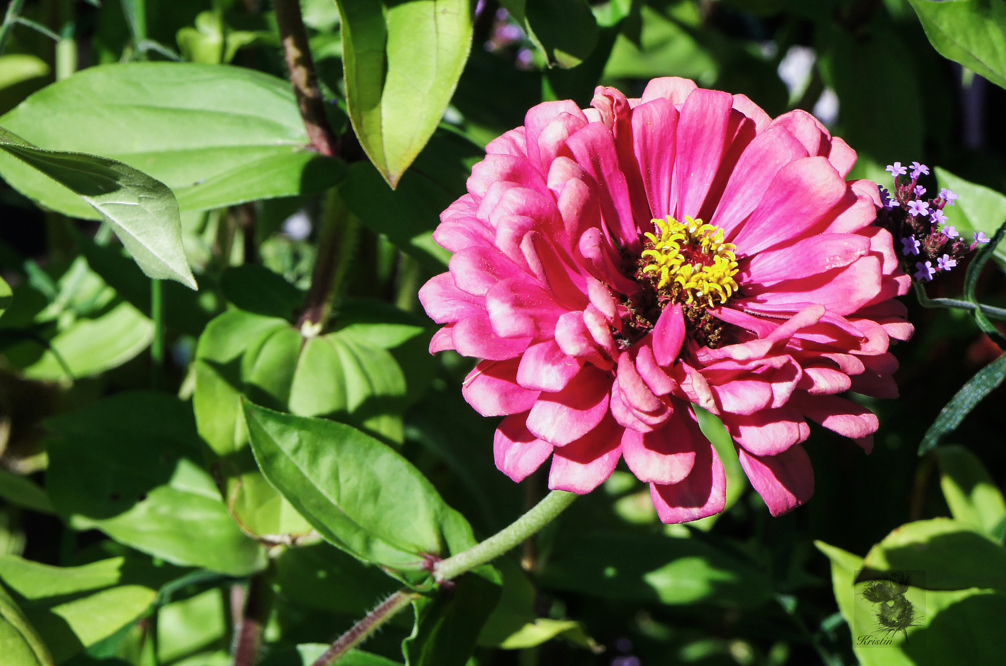 Sony Alpha NEX-3 sample photo. In the garden photography