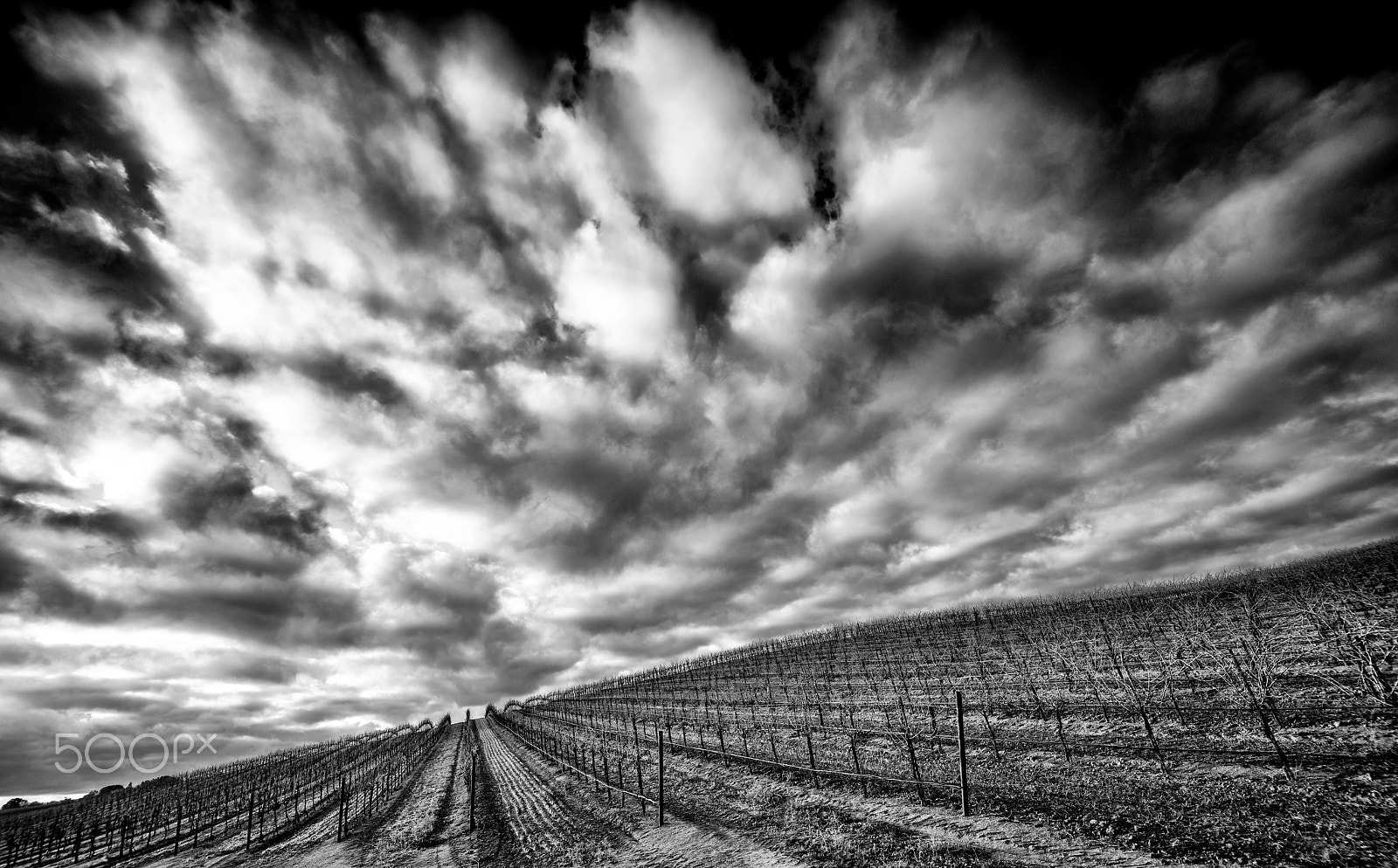 Sony a7R II + Voigtlander SUPER WIDE-HELIAR 15mm F4.5 III sample photo. Black and white winter vineyards photography