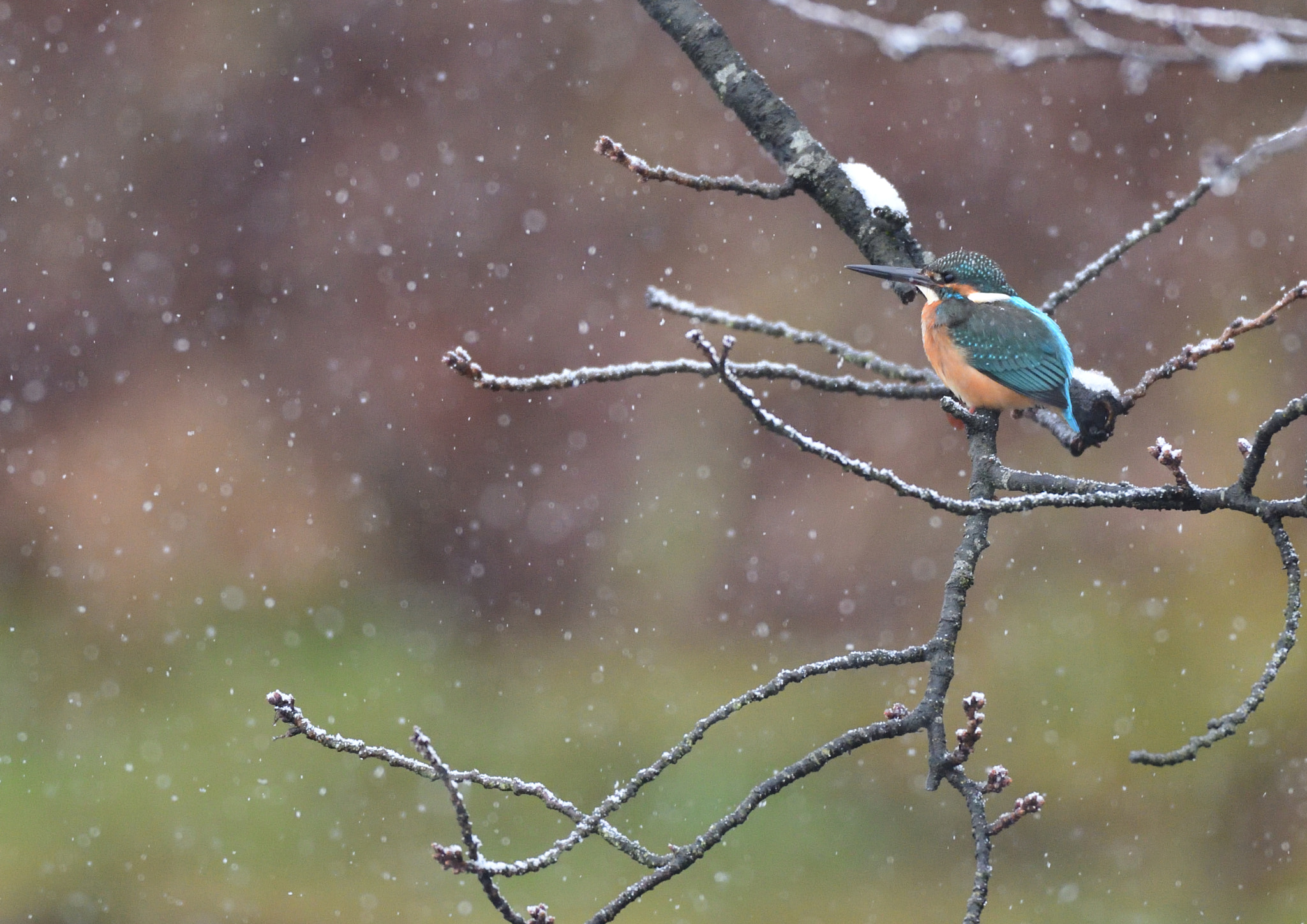 Sigma 500mm F4.5 EX DG HSM sample photo. Kingfisher photography