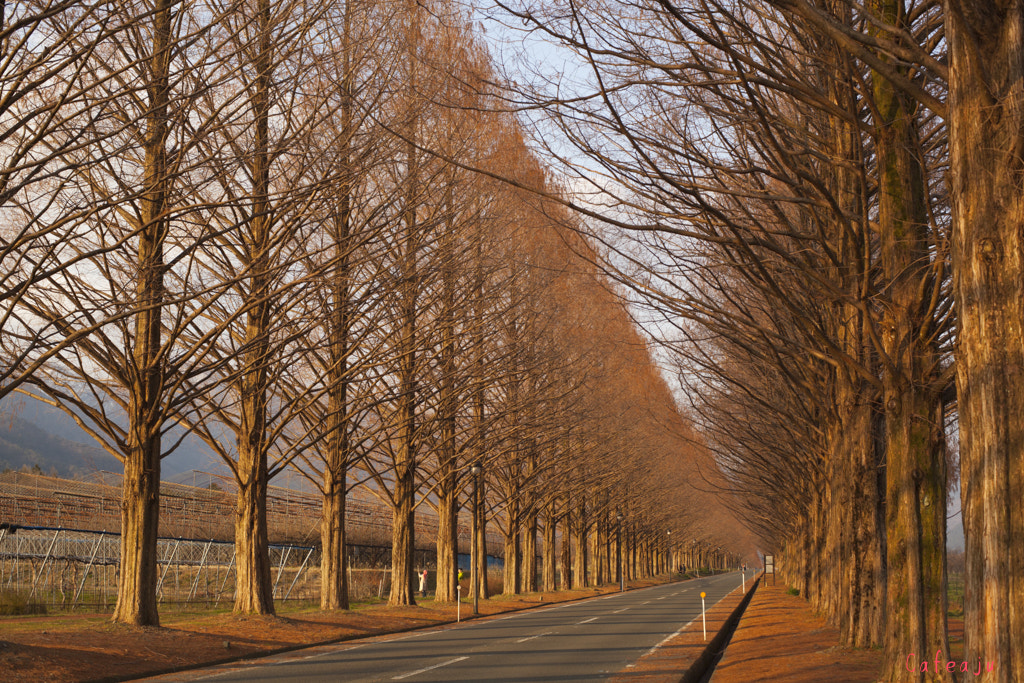 Canon EOS 5D Mark II + ZEISS Planar T* 50mm F1.4 sample photo. Metasequoia　sunset photography