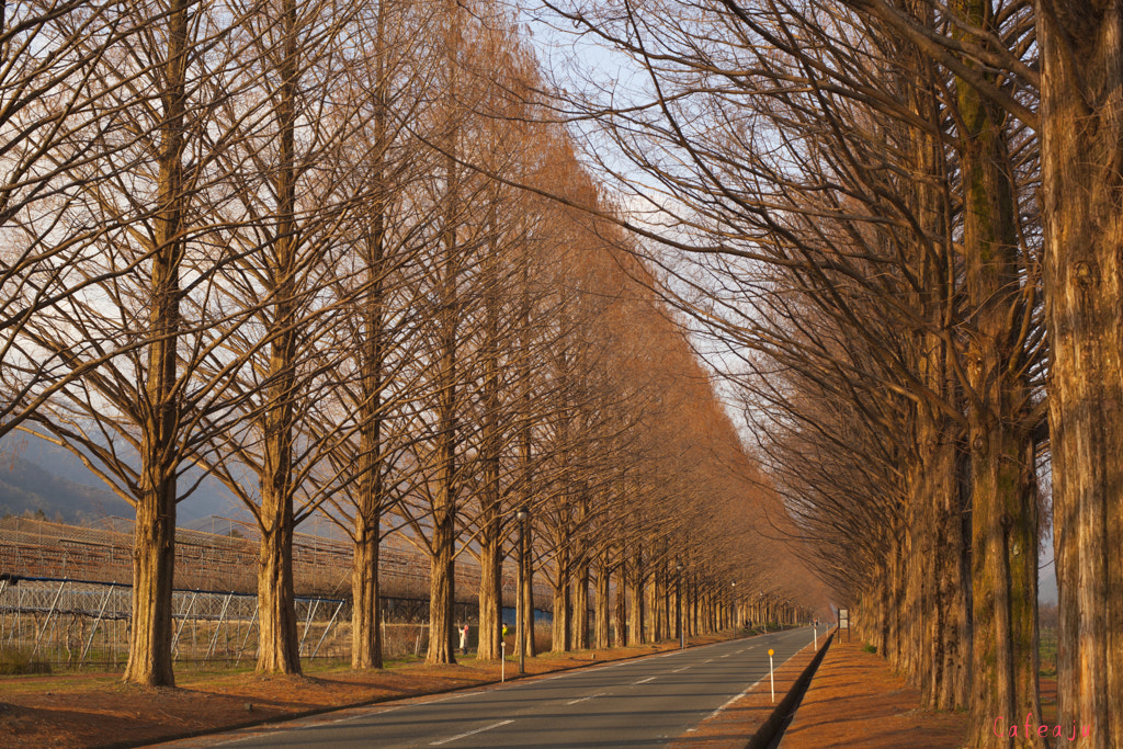 ZEISS Planar T* 50mm F1.4 sample photo. Metasequoia　sunset photography