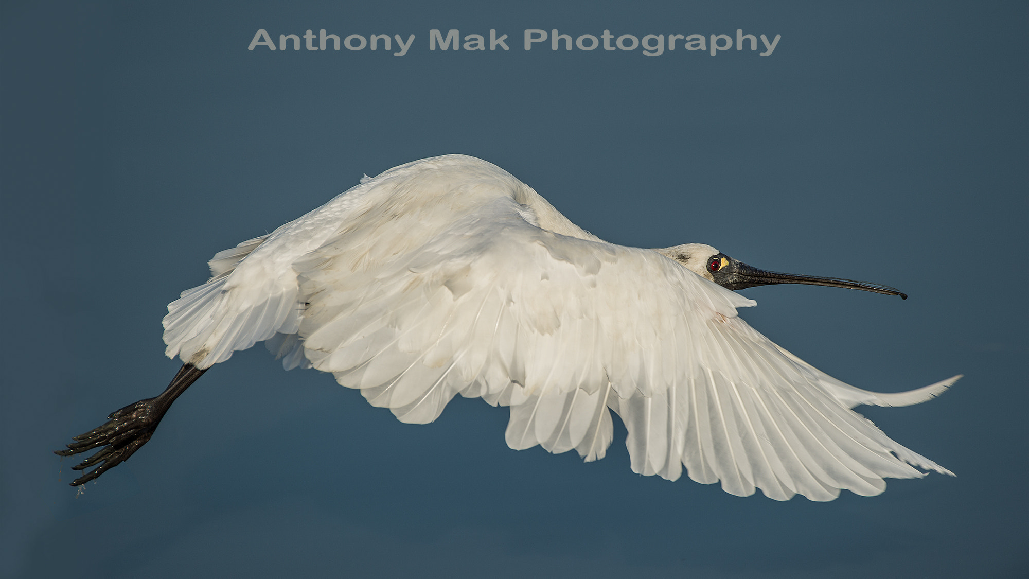 Nikon AF-S Nikkor 600mm F4D ED-IF II sample photo. Black faced spoonbill photography