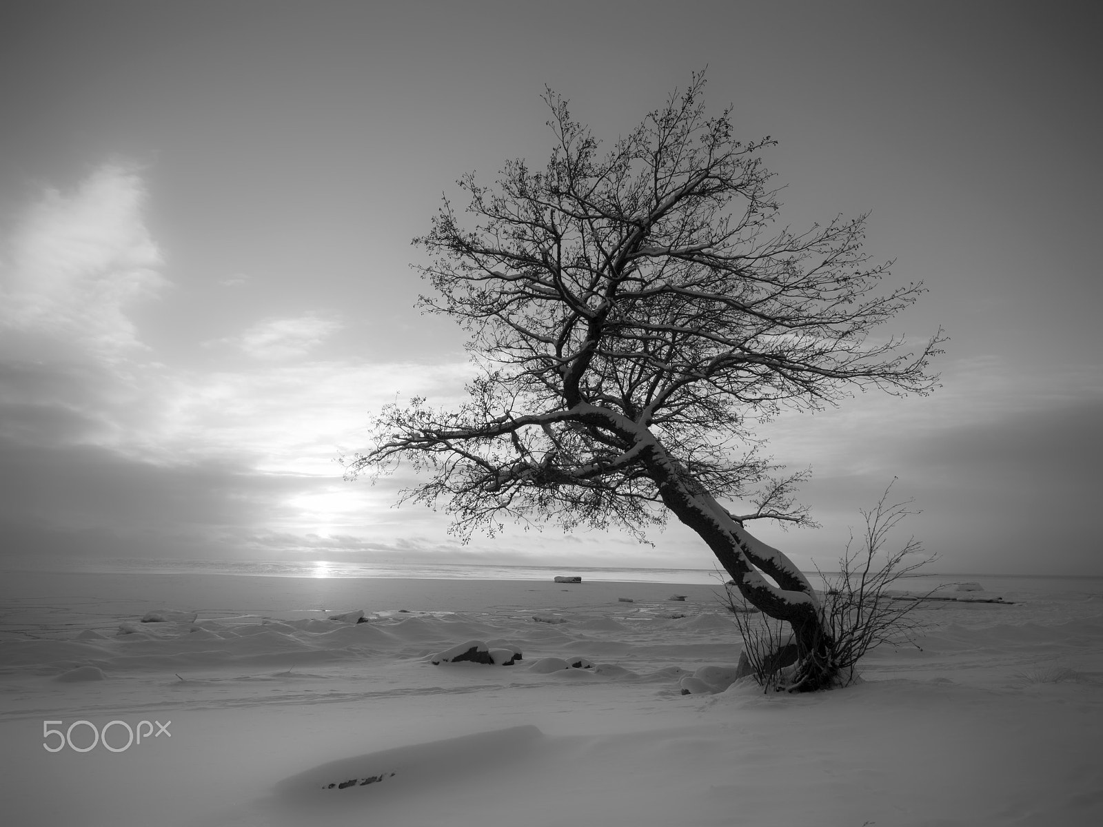 Olympus OM-D E-M5 + OLYMPUS 11-22mm Lens sample photo. Winter tree bw photography